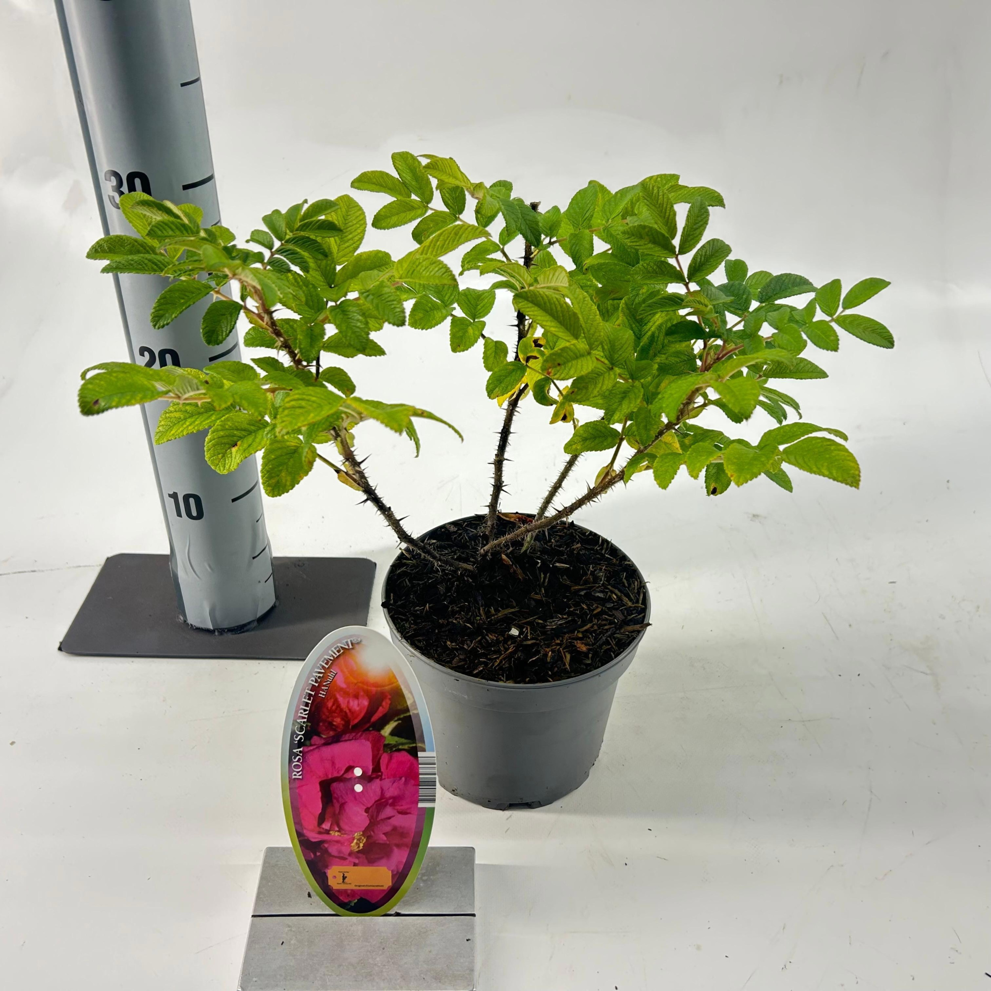 Rosa (R) 'Scarlet Pavement', D 15 cm