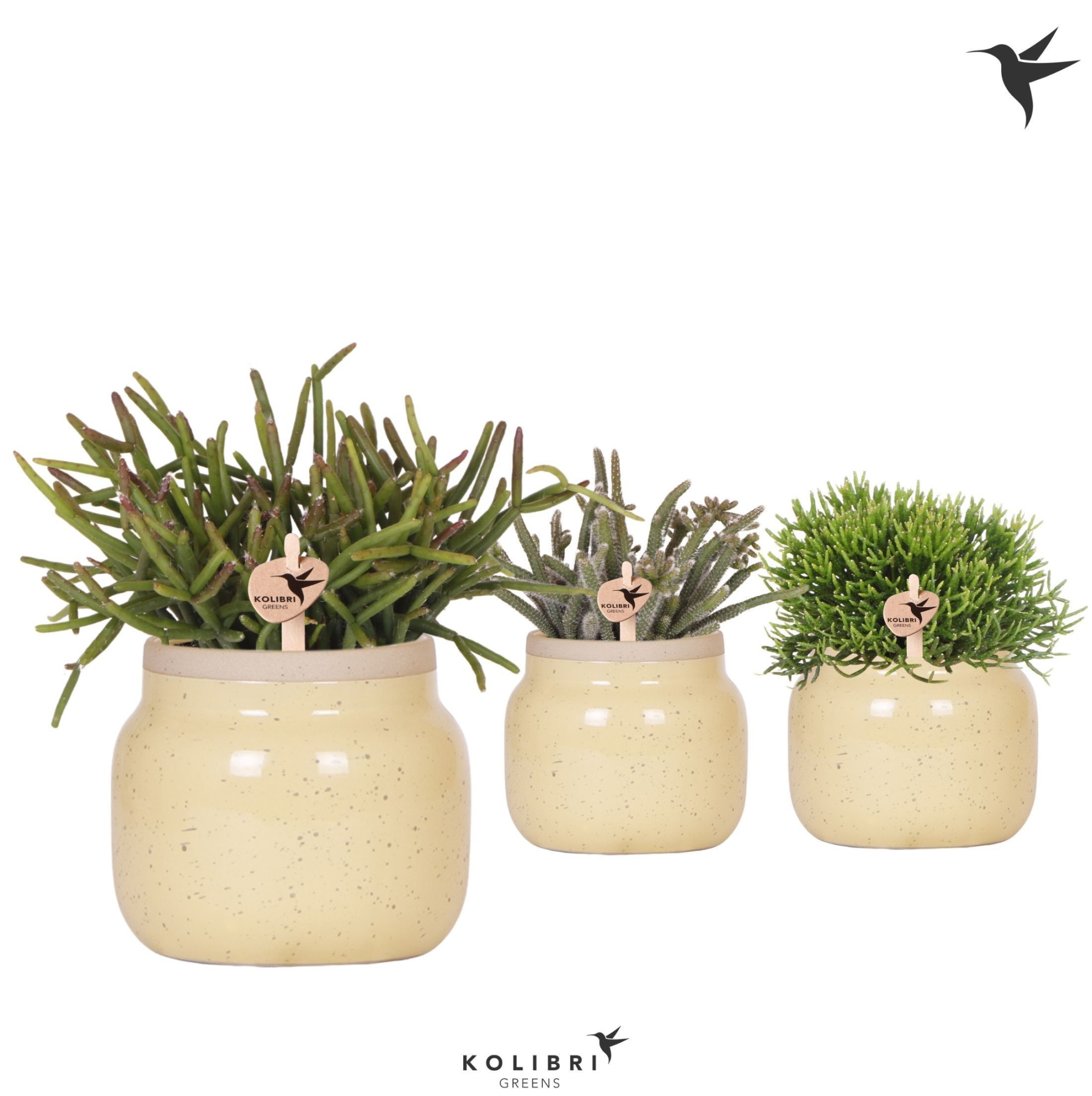 Kolibri Greens Rhipsalis mix in Vintage Bowl pot khaki, D 9 cm