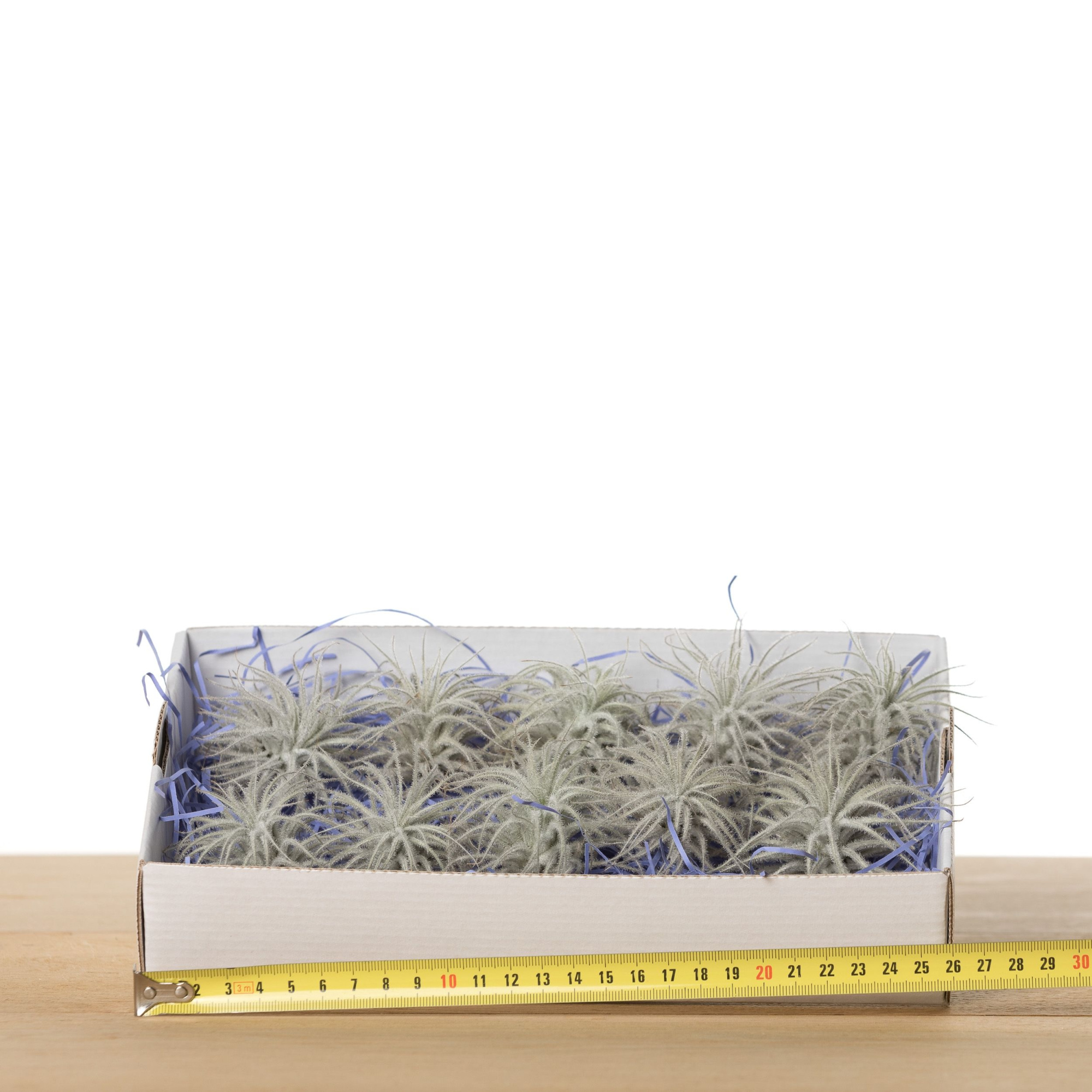 Tillandsia Tectorum SNOW medium (airplant), D 5