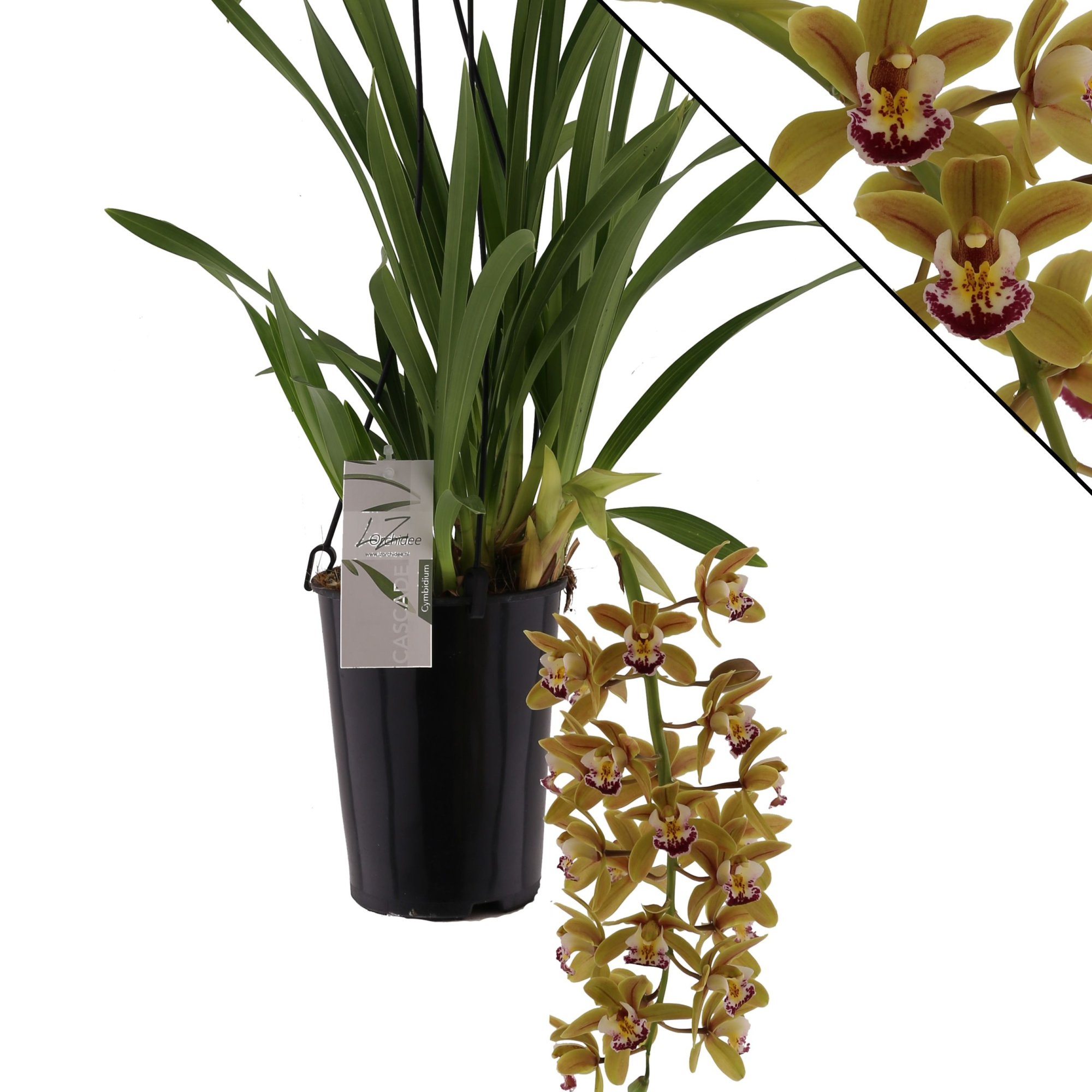 Argiro 1 tak, D 14 cm