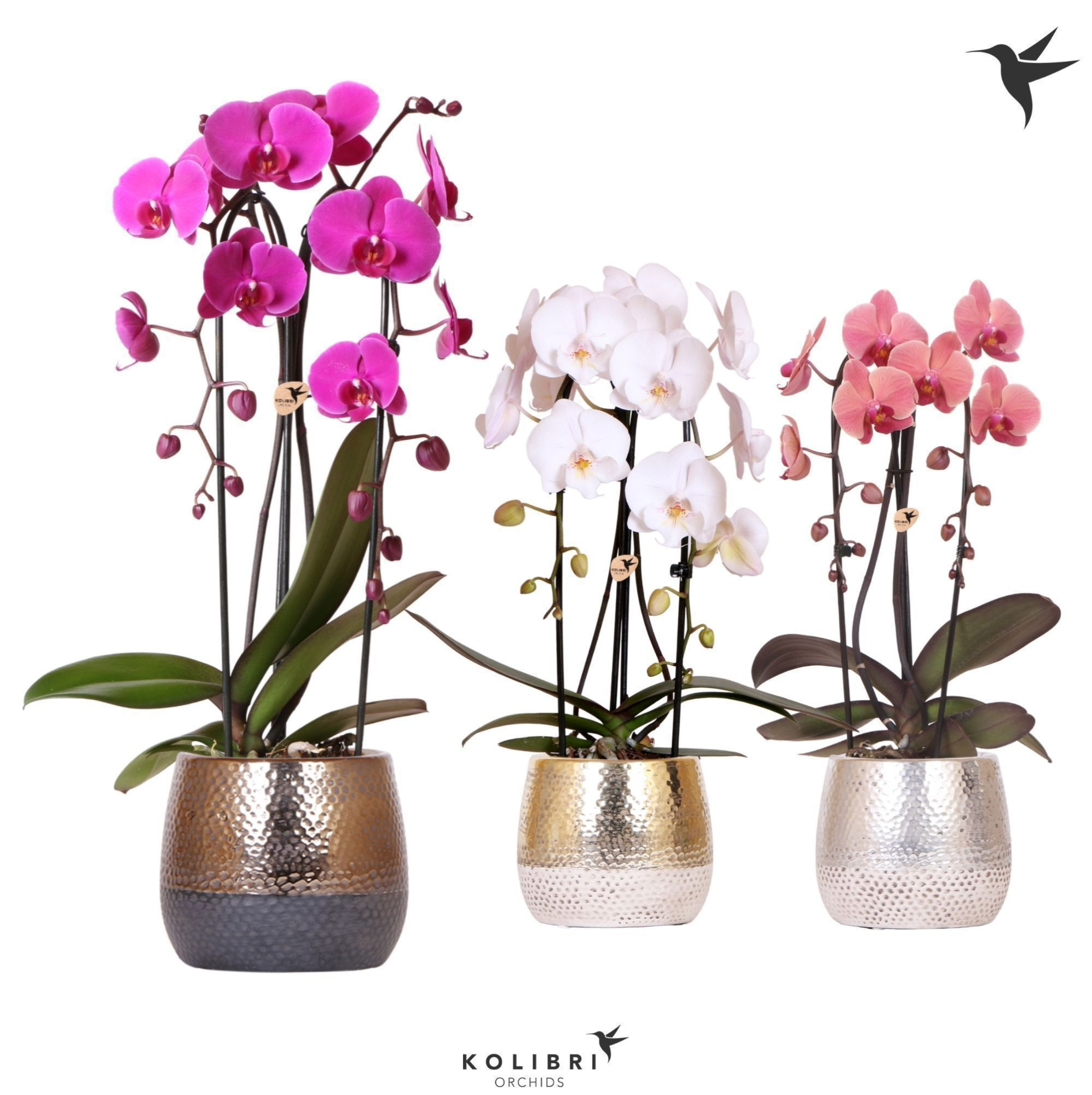 Kolibri Orchids Phalaenopsis Cascade Niagara Fall mix 2 spike in Elite pot mix, D 12