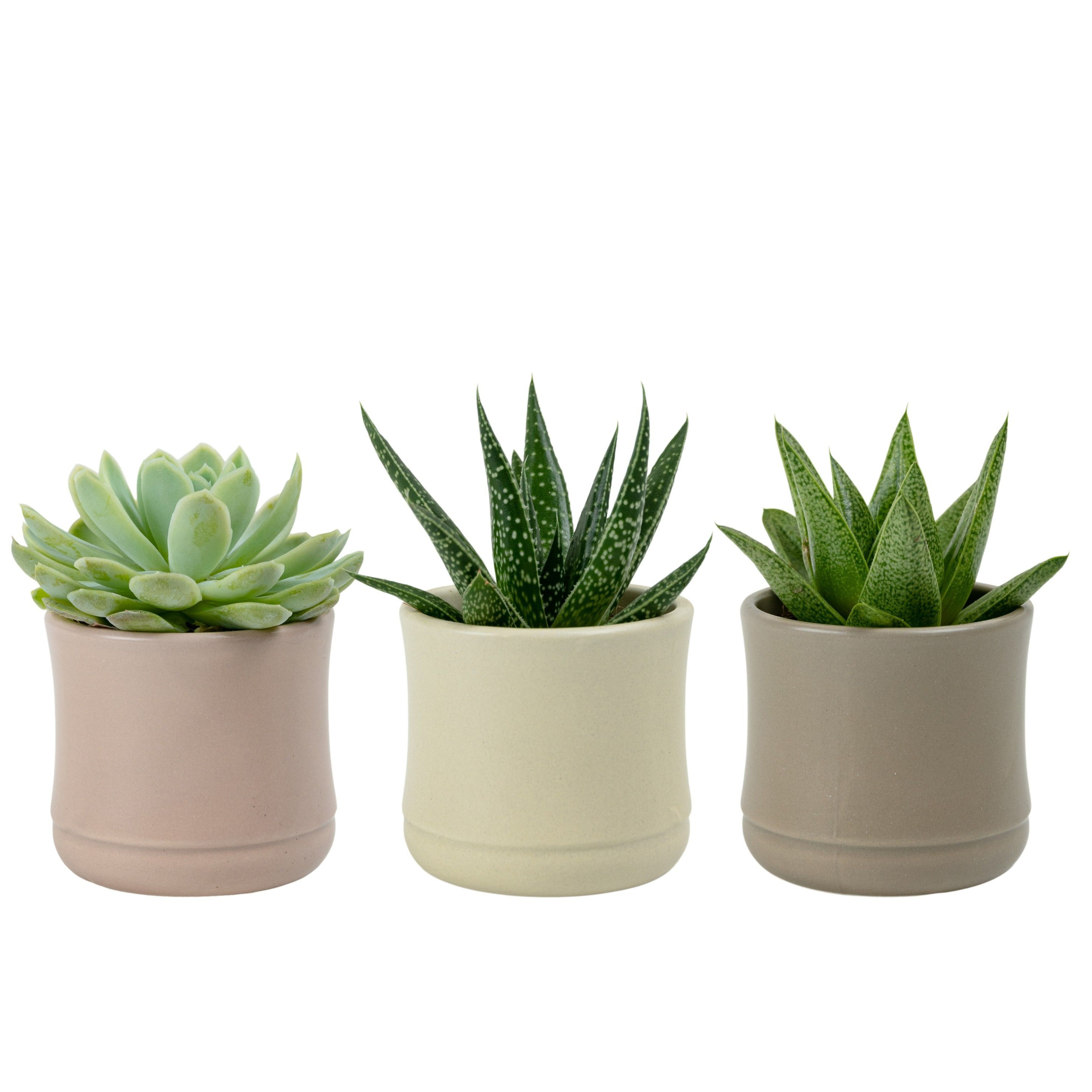 Dust with Succulent mix, D 6 cm