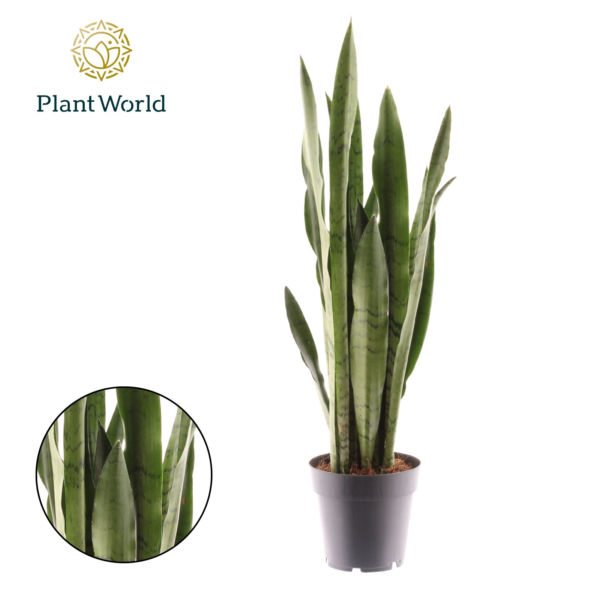 Sansevieria Spearmint, D 14