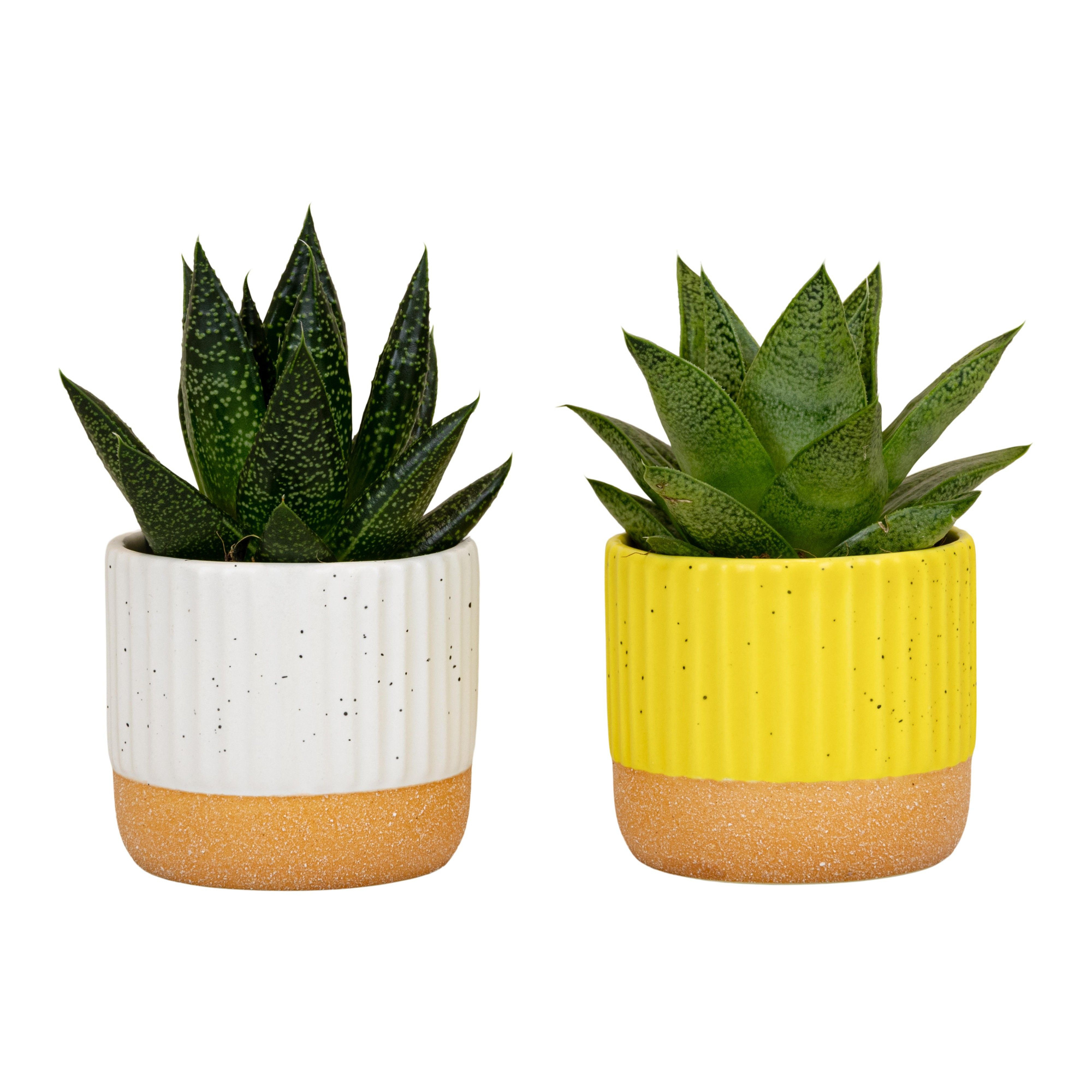 Sprinkles with Succulent mix, D 6 cm