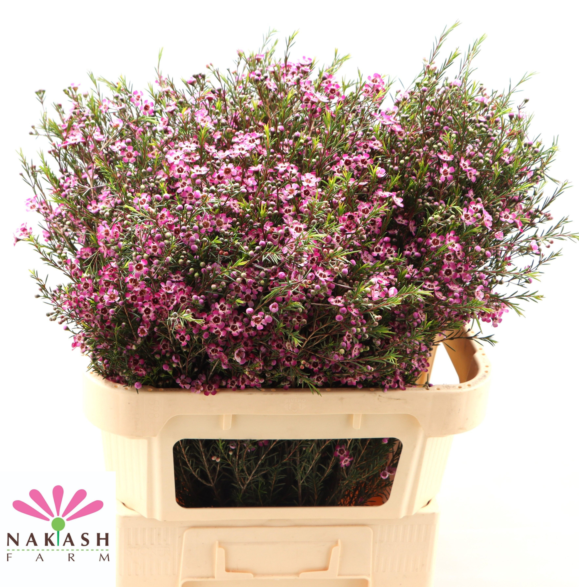 Шамелациум Перпл Прайд 80, шт.