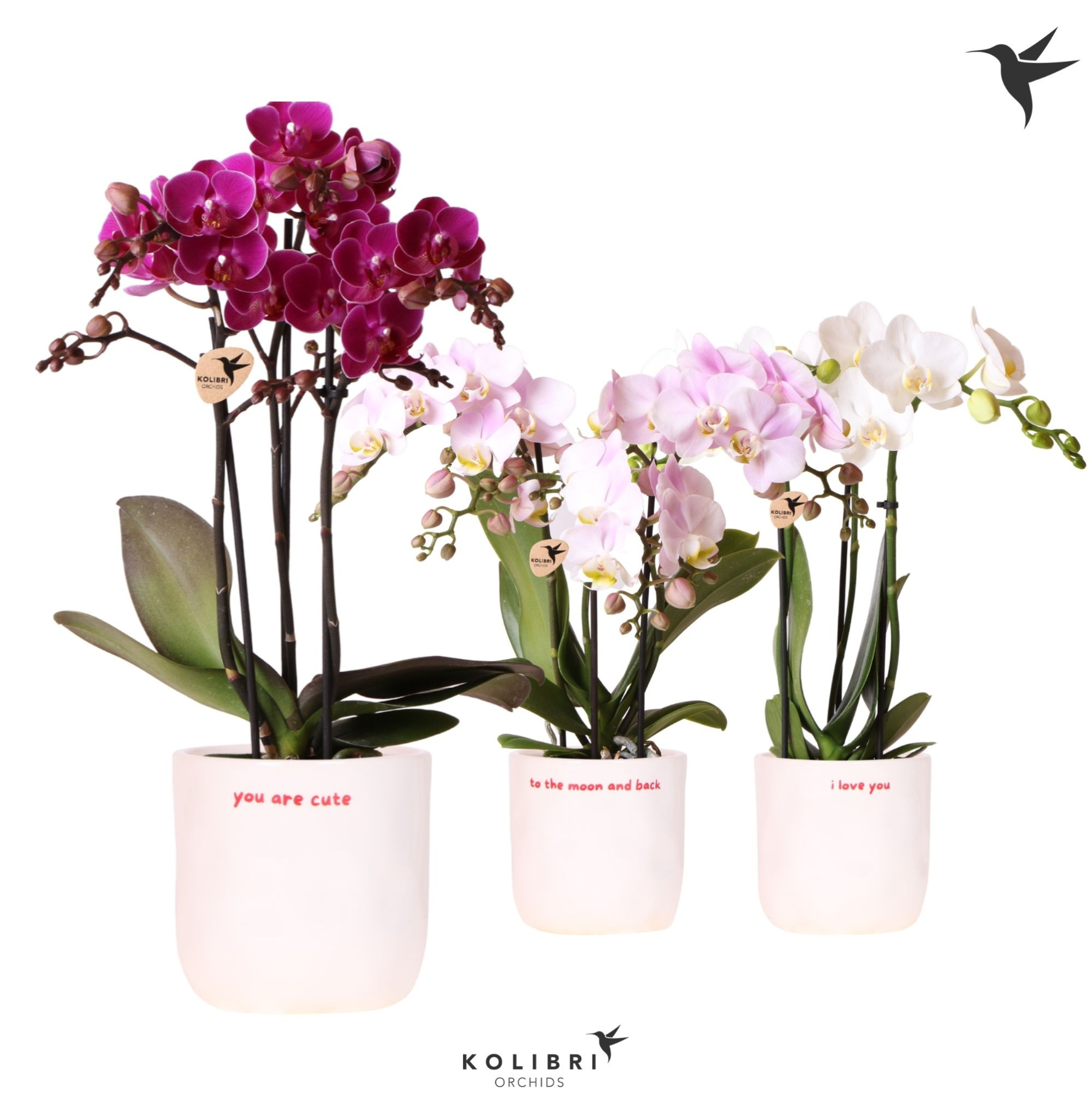 Kolibri Orchids Phalaenopsis mix 3 spike in Love pot mix, D 9