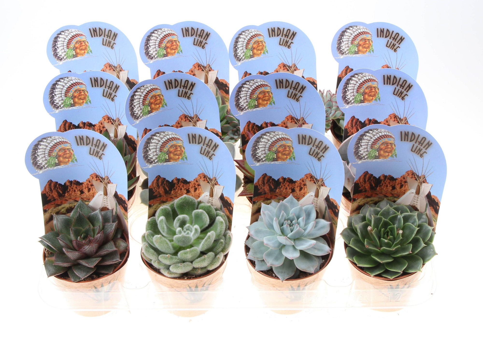 Potcover indian line echeveria mix, D 8,5