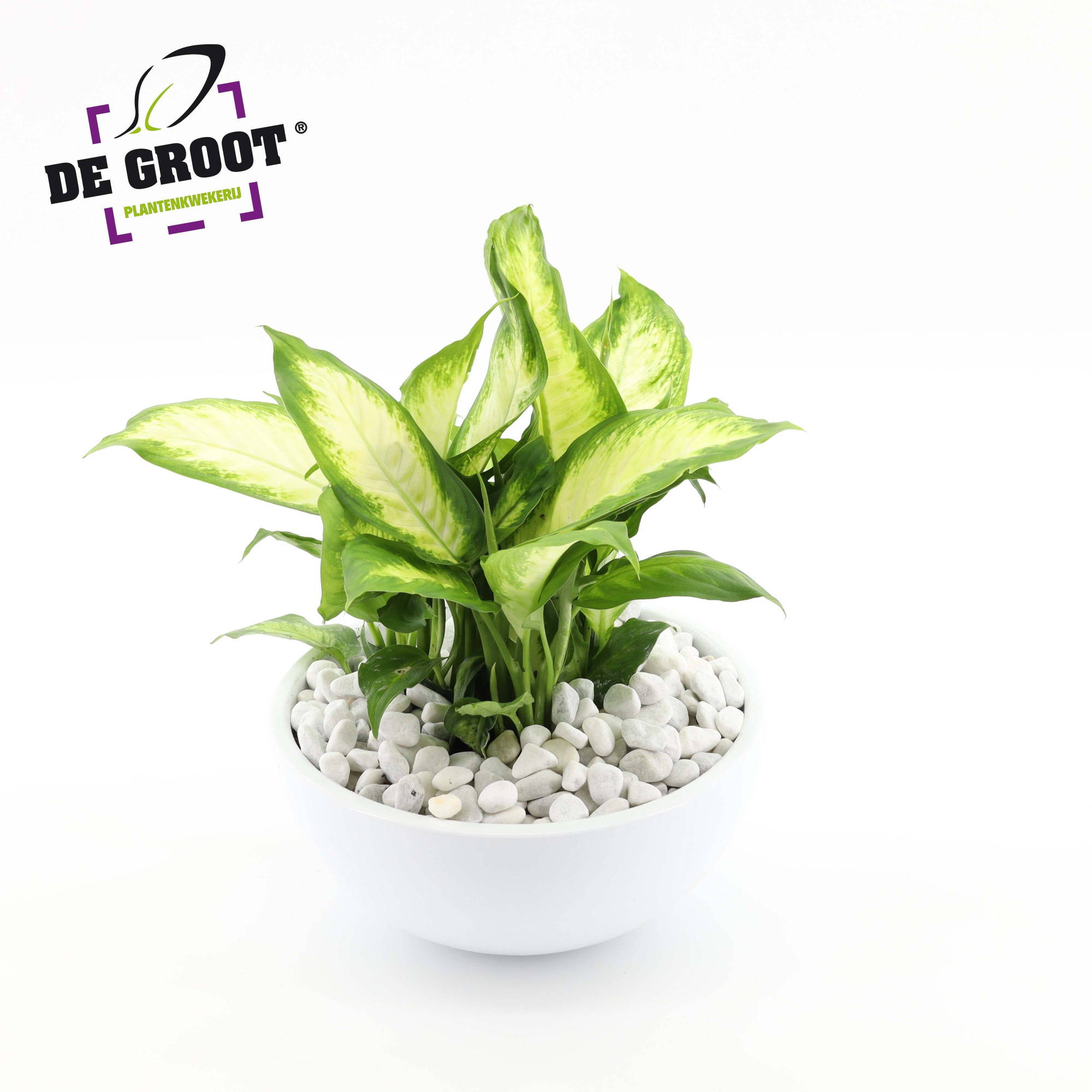 Arrangement Dieffenbachia in schaal, D 25 cm