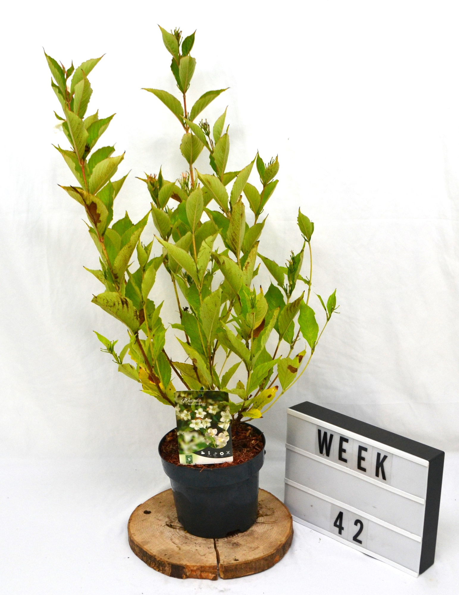 Weigela Bristol Snowflake C3, D 19 cm