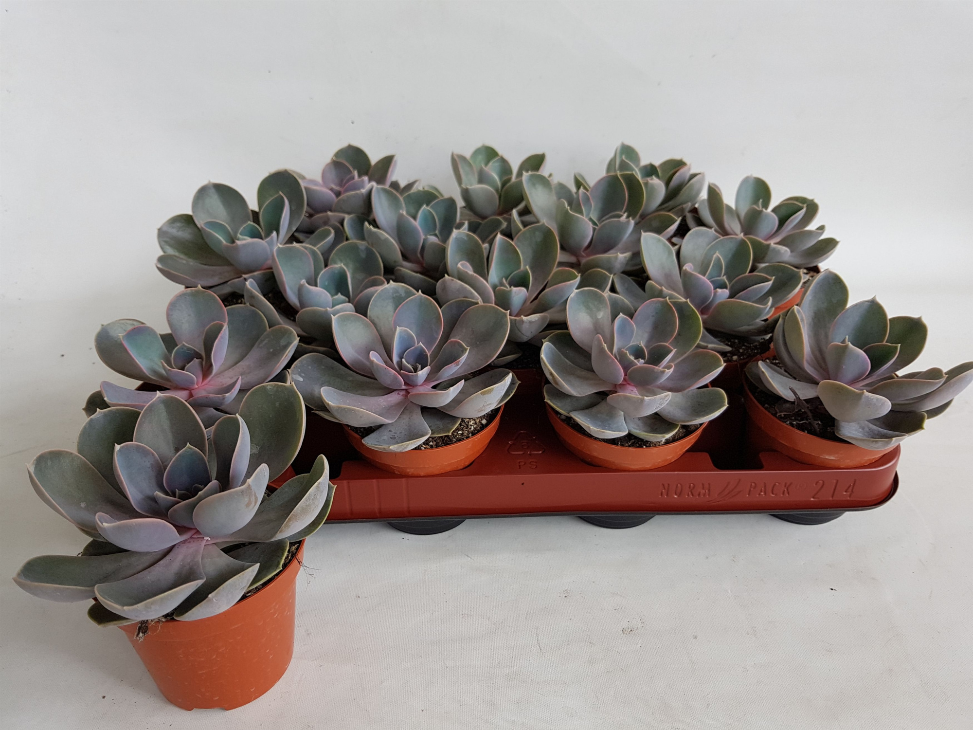echeveria perle von nurnberg, D 8,5 cm