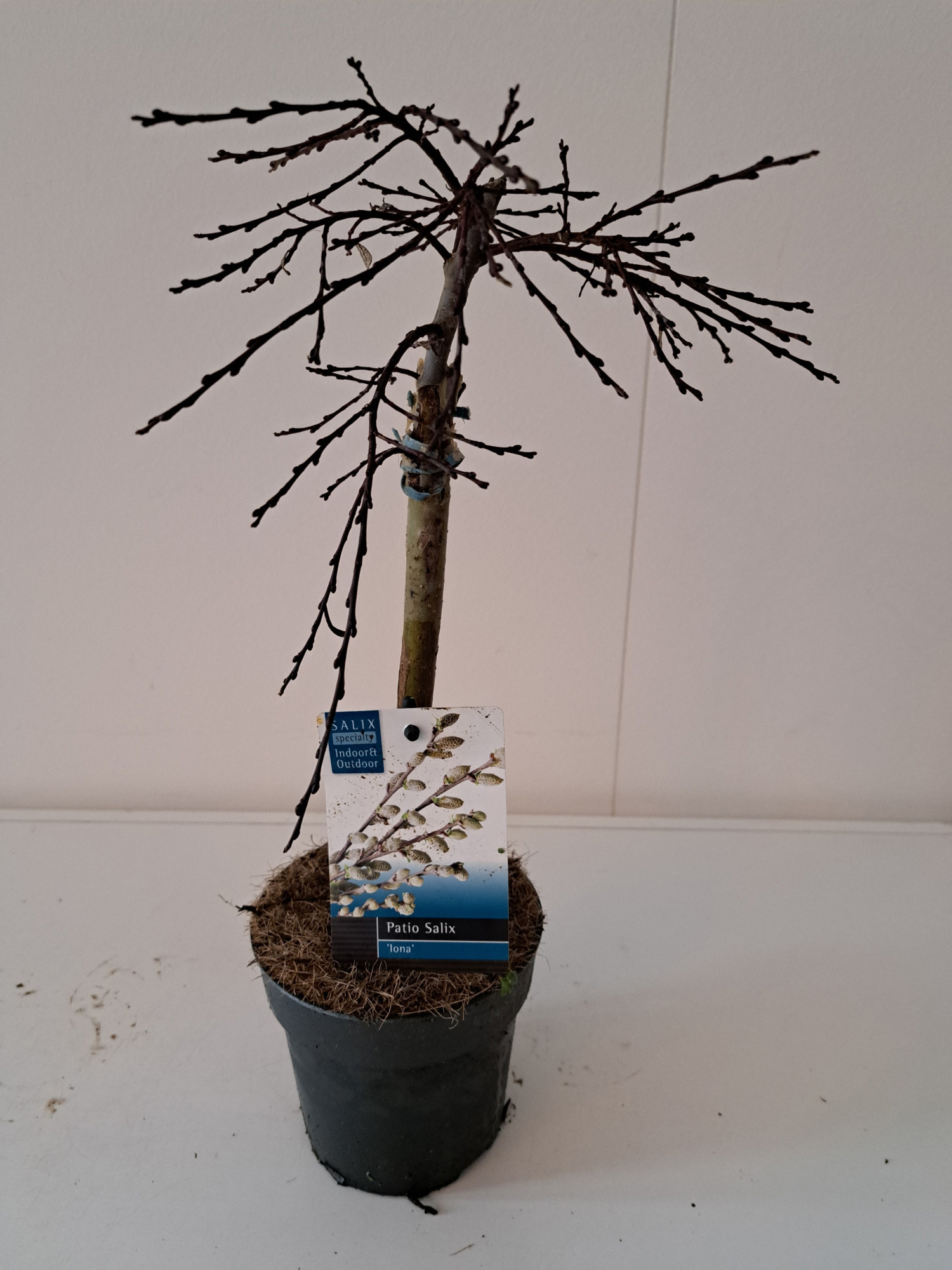 Salix Iona stam 30, D 12