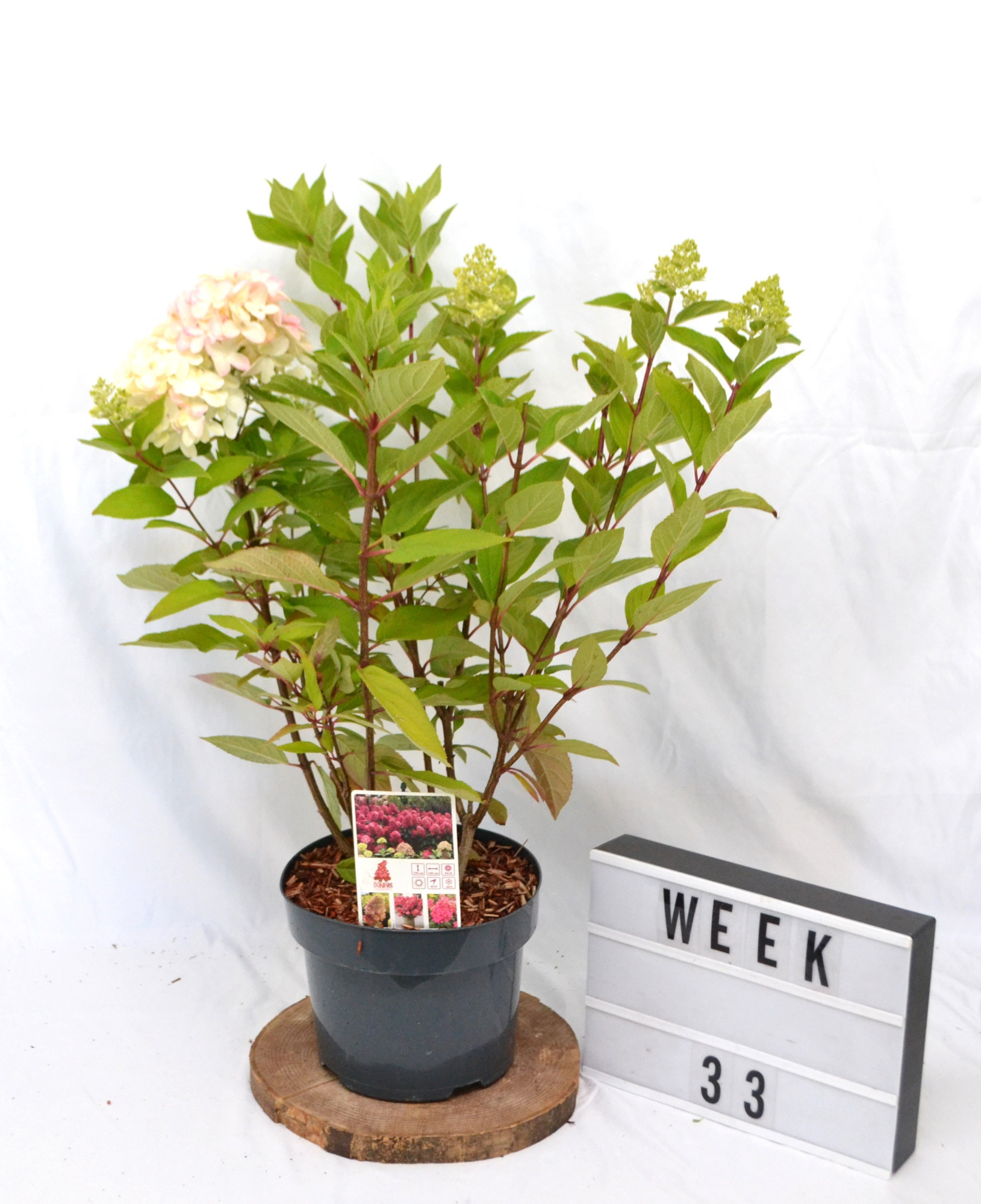 Hydrangea paniculata Bonfire, D 23 cm