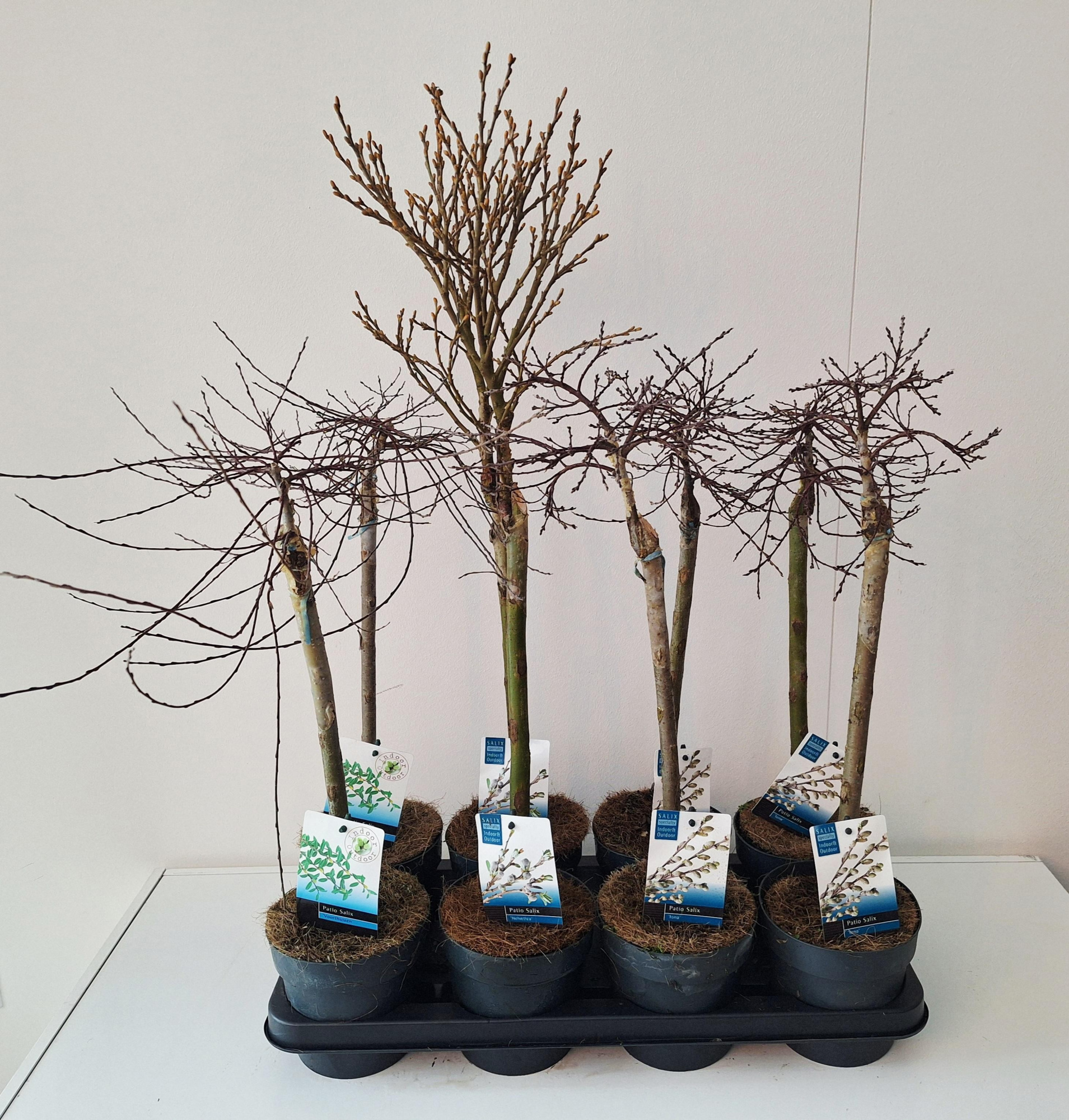 Salix mix stam 40, D 14