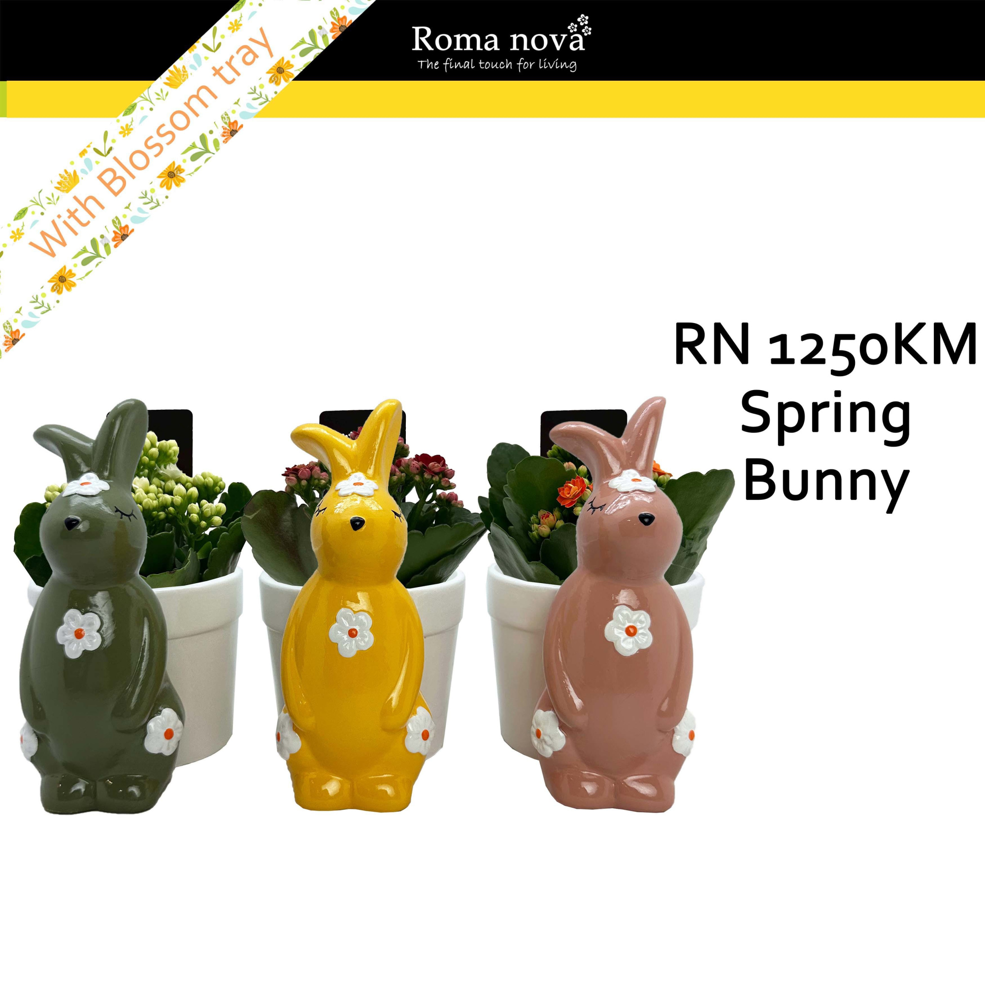 1250KM - Spring Bunny (Kalanchoe mix), D 13