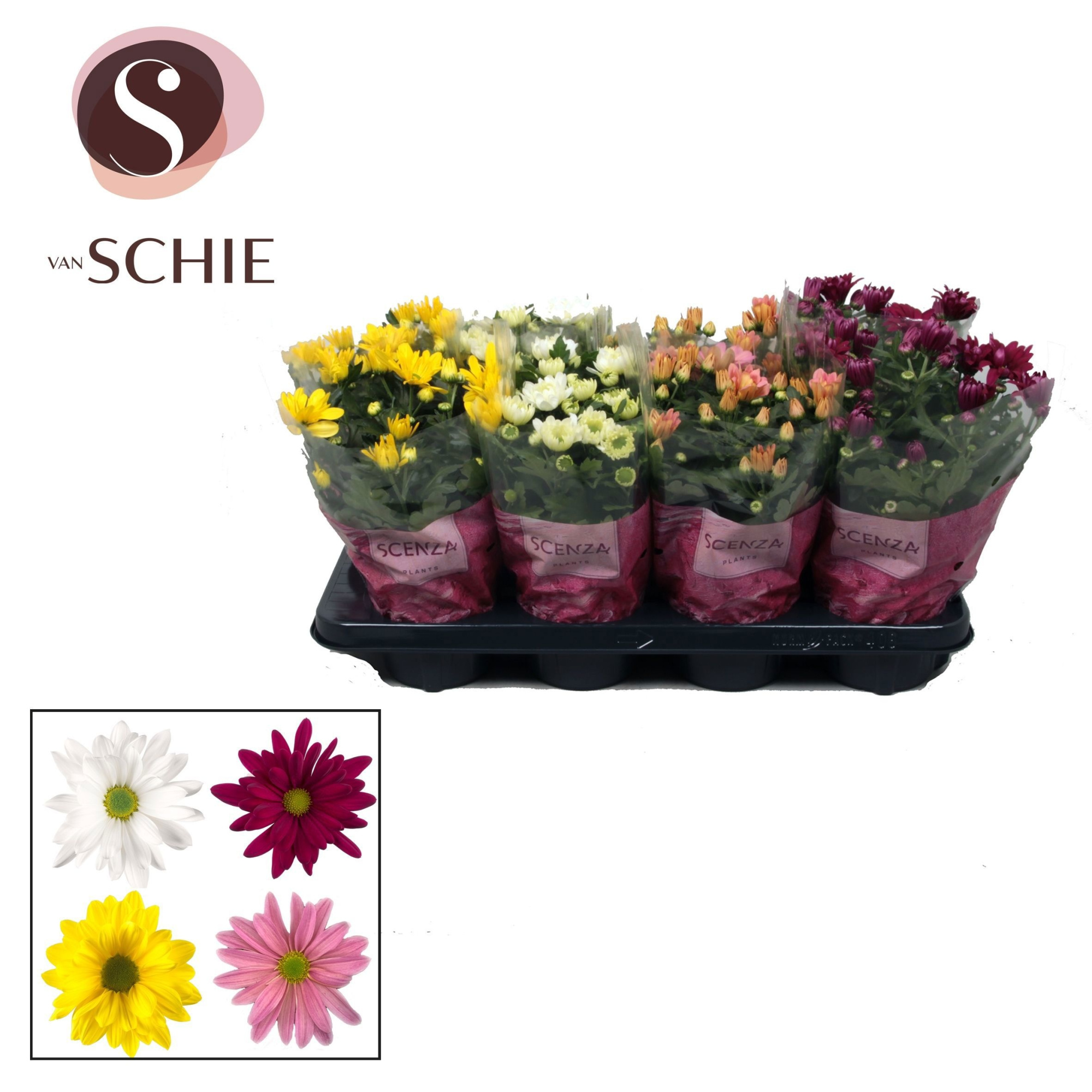 Chrysanne® Enkelbloemig Mix Stadium 1-2, D 13