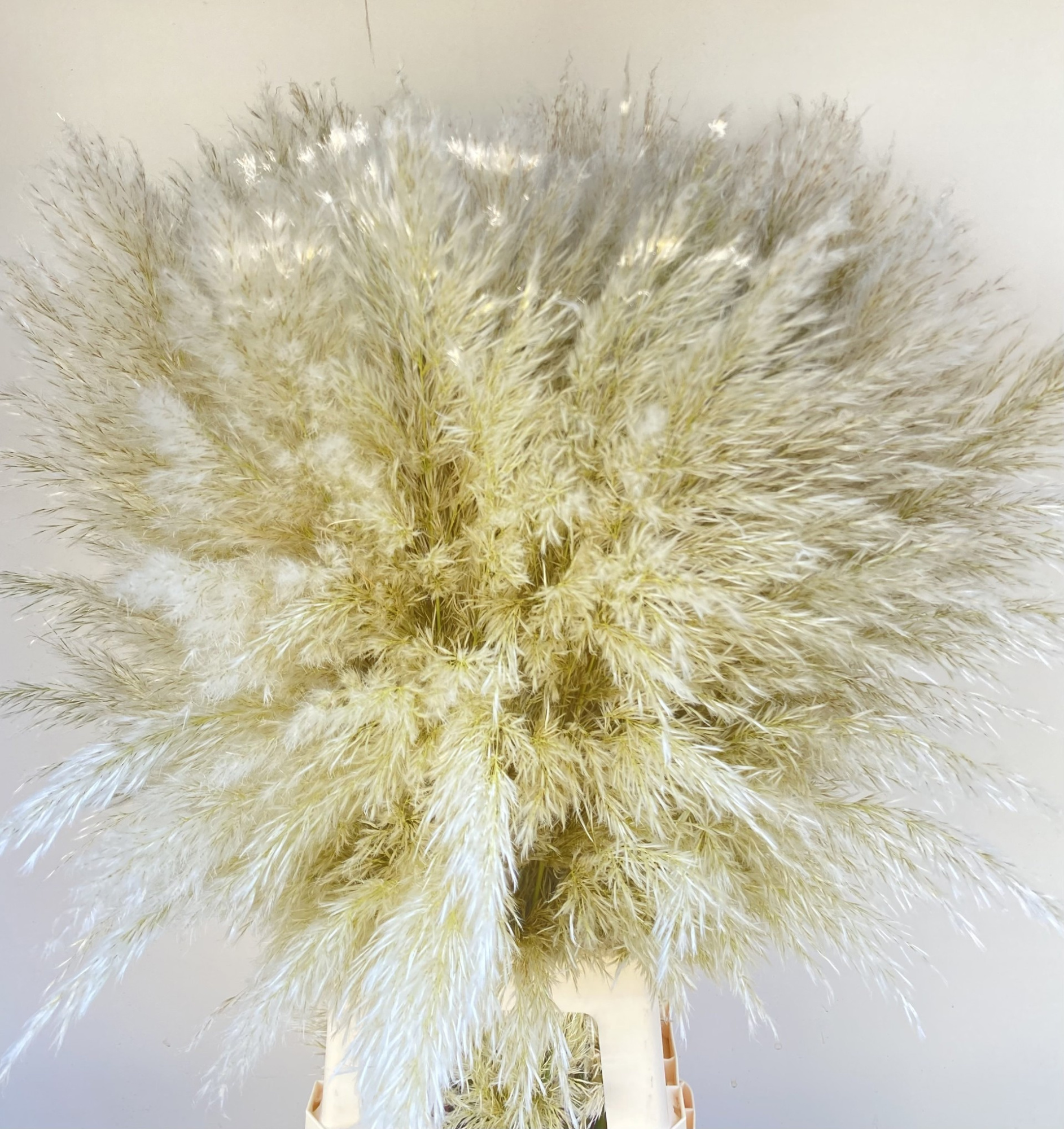 Кортадерия Овериг 90, шт.