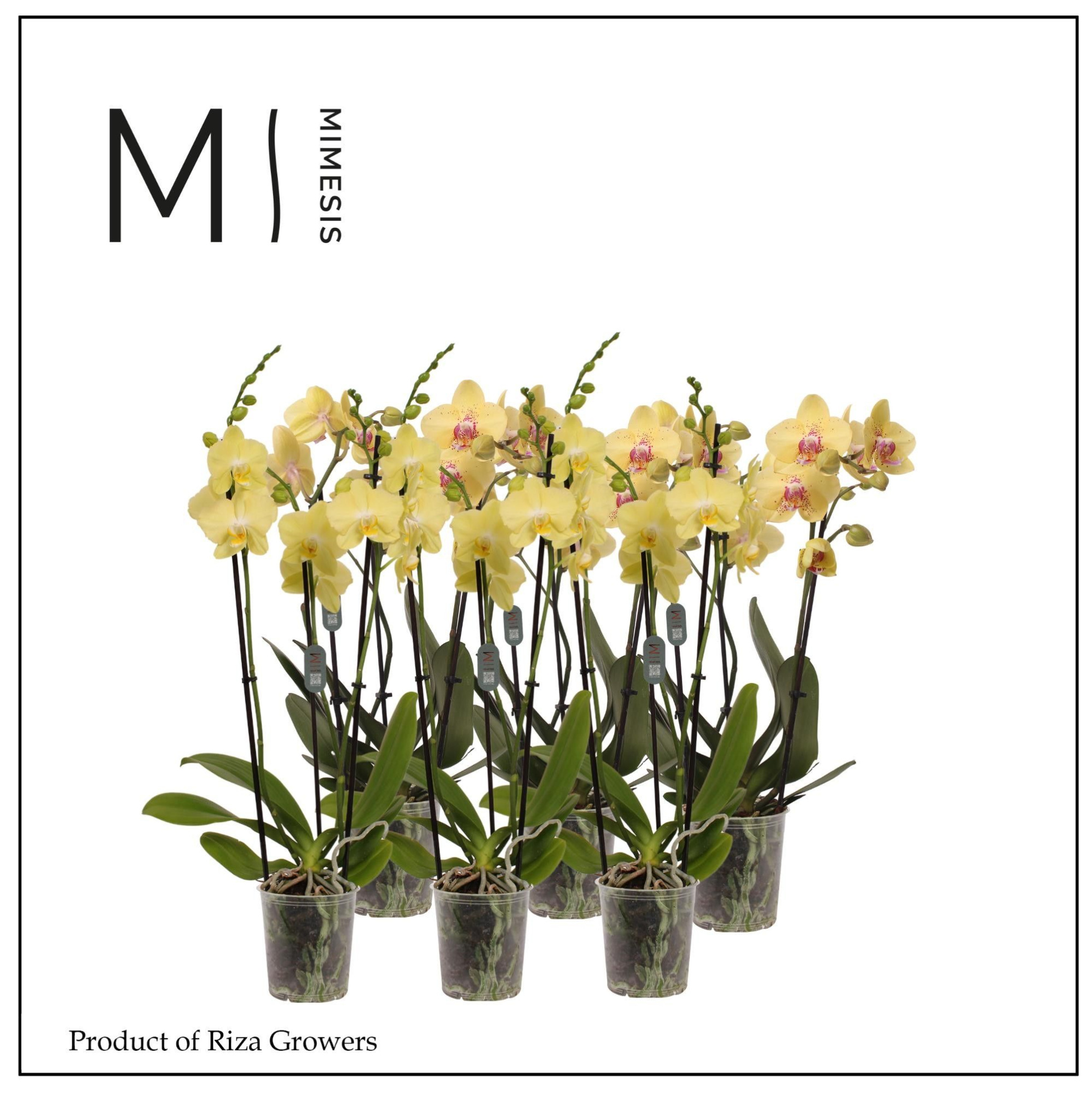Phalaenopsis Multi Yellow 3 spike - 12cm | Mimesis, D 12 cm