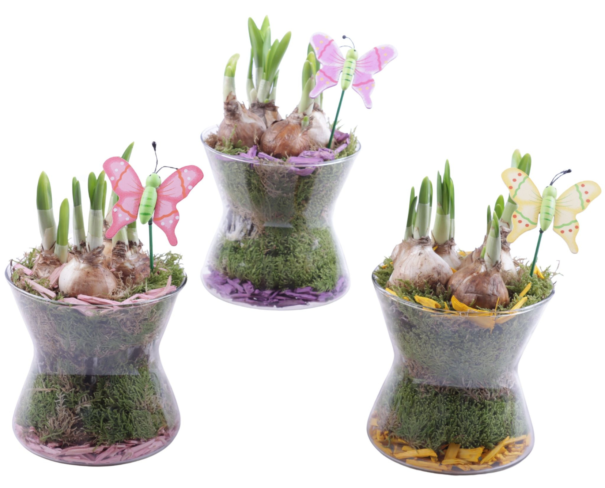 Bulbs Arr. Narcis Glass Hourglass Ø13cm, D 13