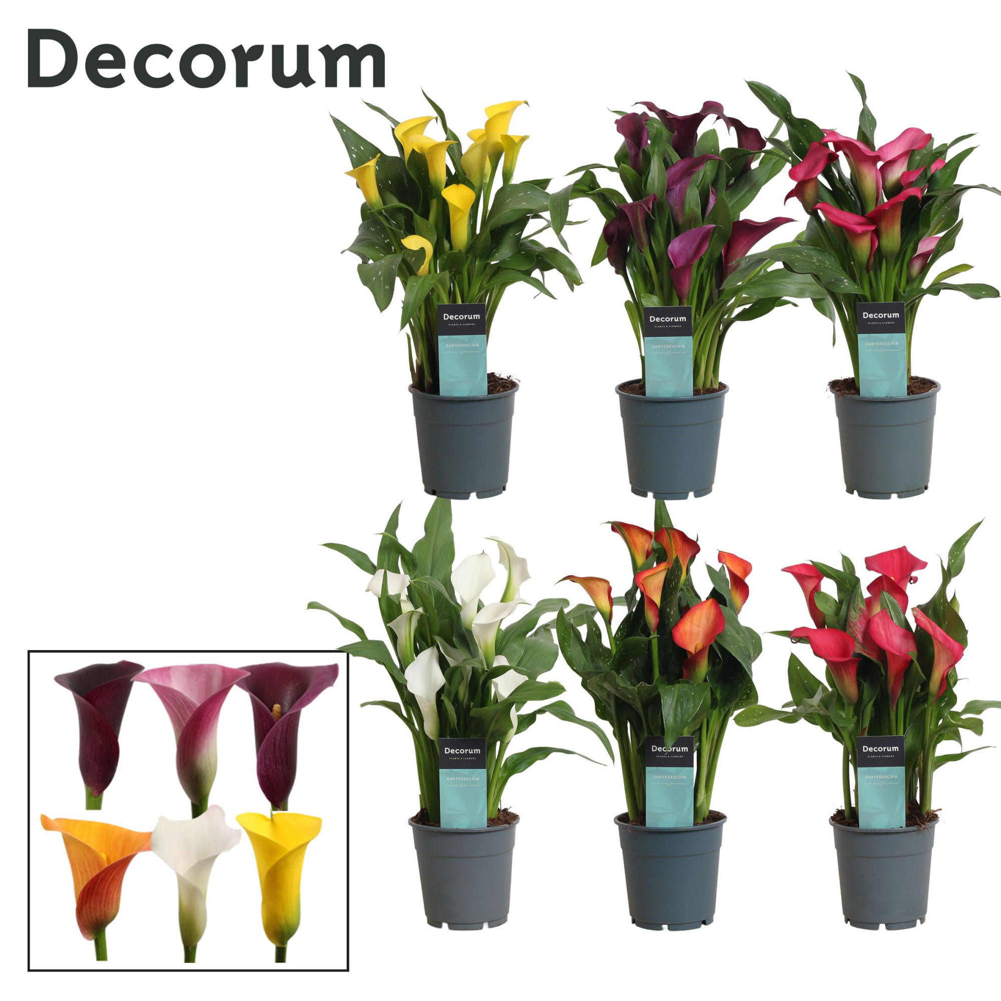 Zantedeschia (Calla) Mix (Decorum), D 12