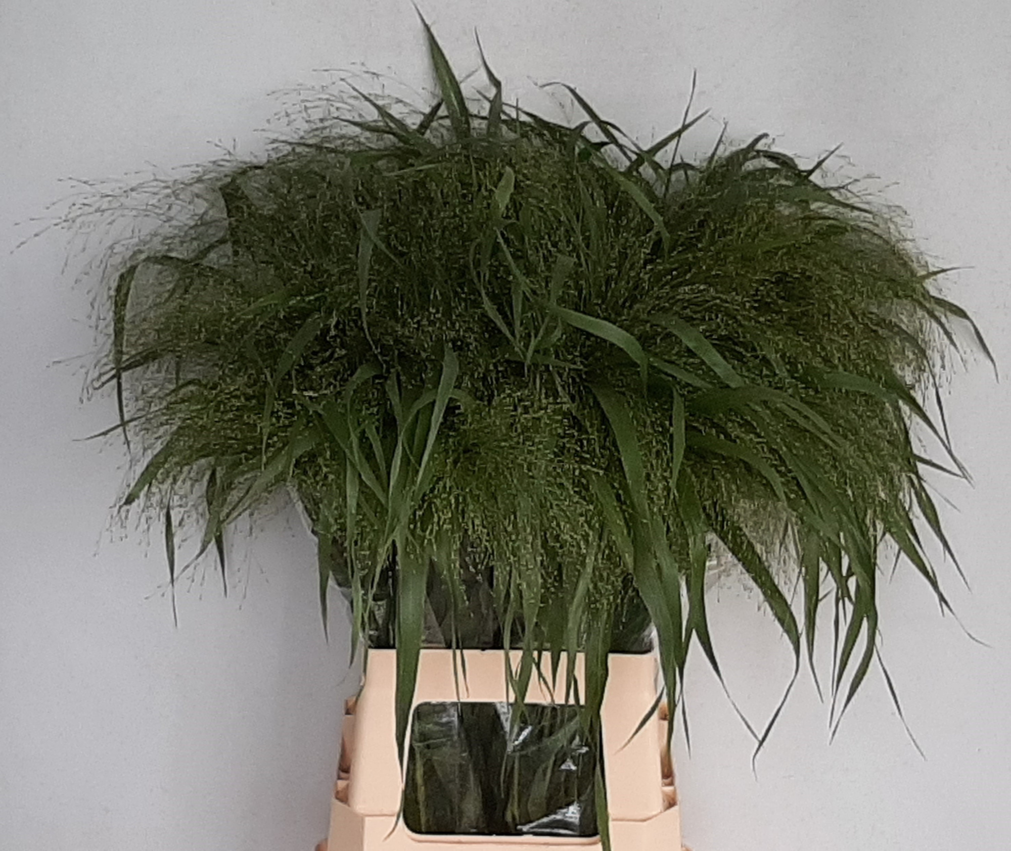 Паникум Фонтейн 80, шт.