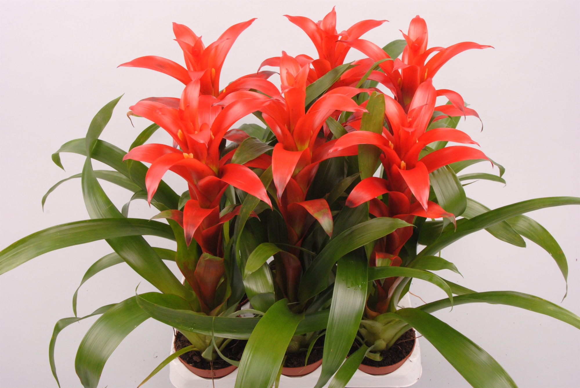 Guzmania Allura, D 9 cm