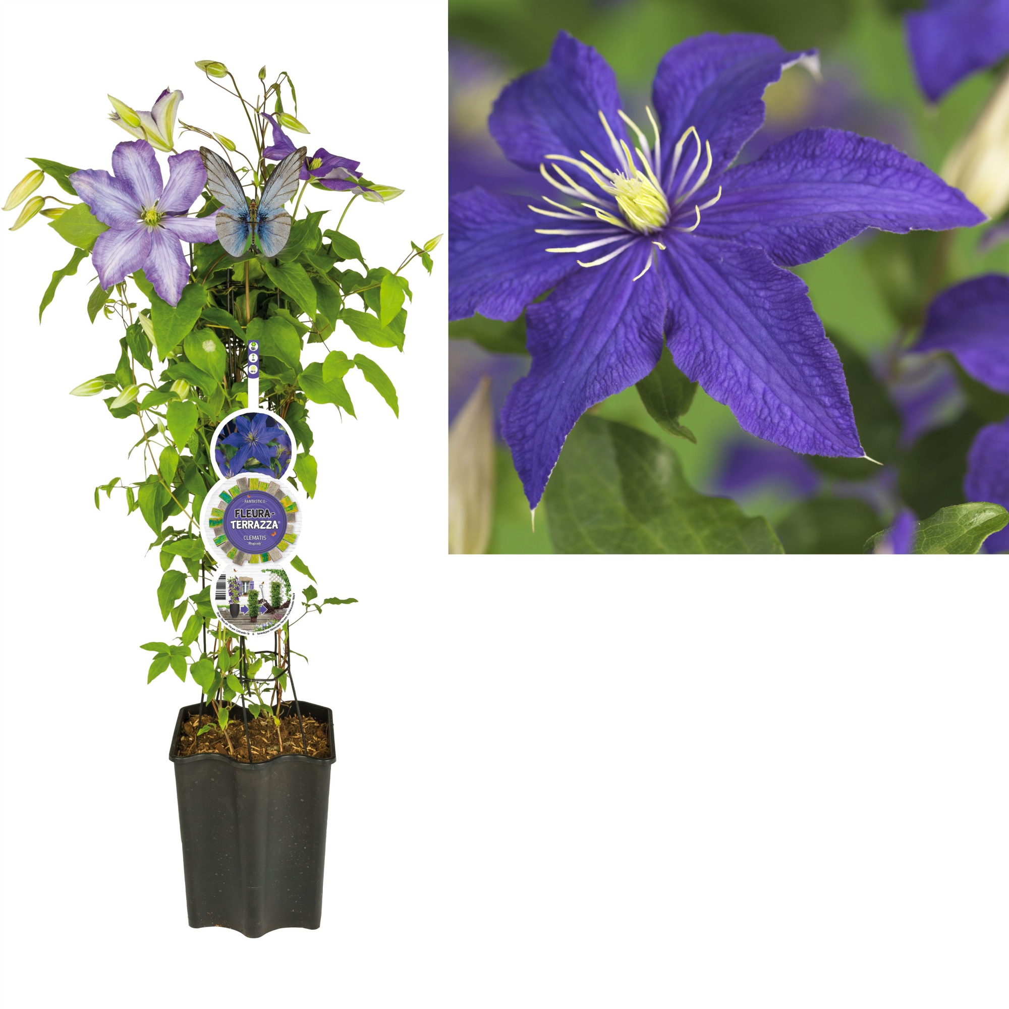 FleuraTerrazza W320 Clematis 'Rhapsody' +label, D 19