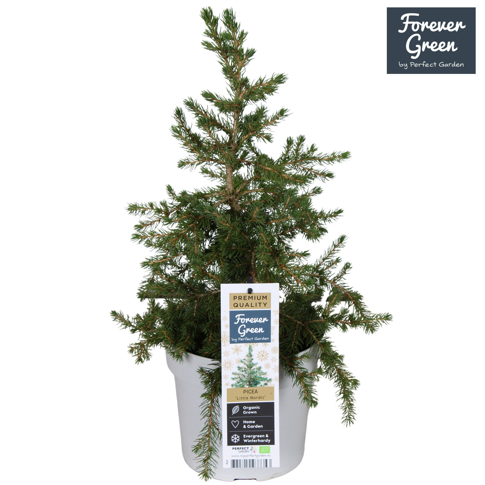 Picea glauca 'Little Nordic' P19 Bio - (Conica familie), D 19