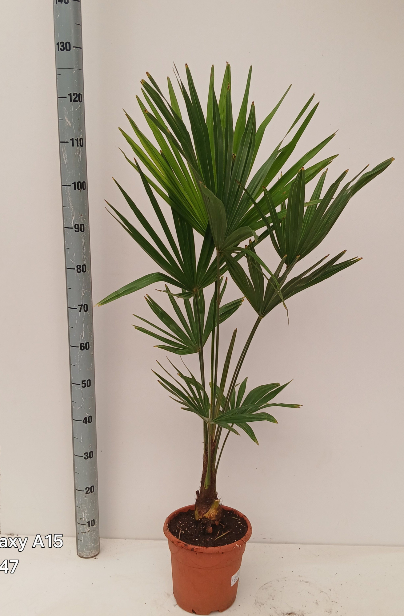 trachycarpus fortunei, D 22