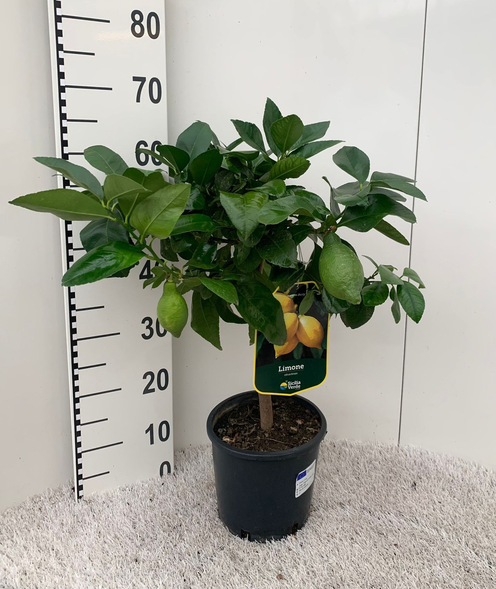 Citrus limone Lemon on stem, D 19 cm