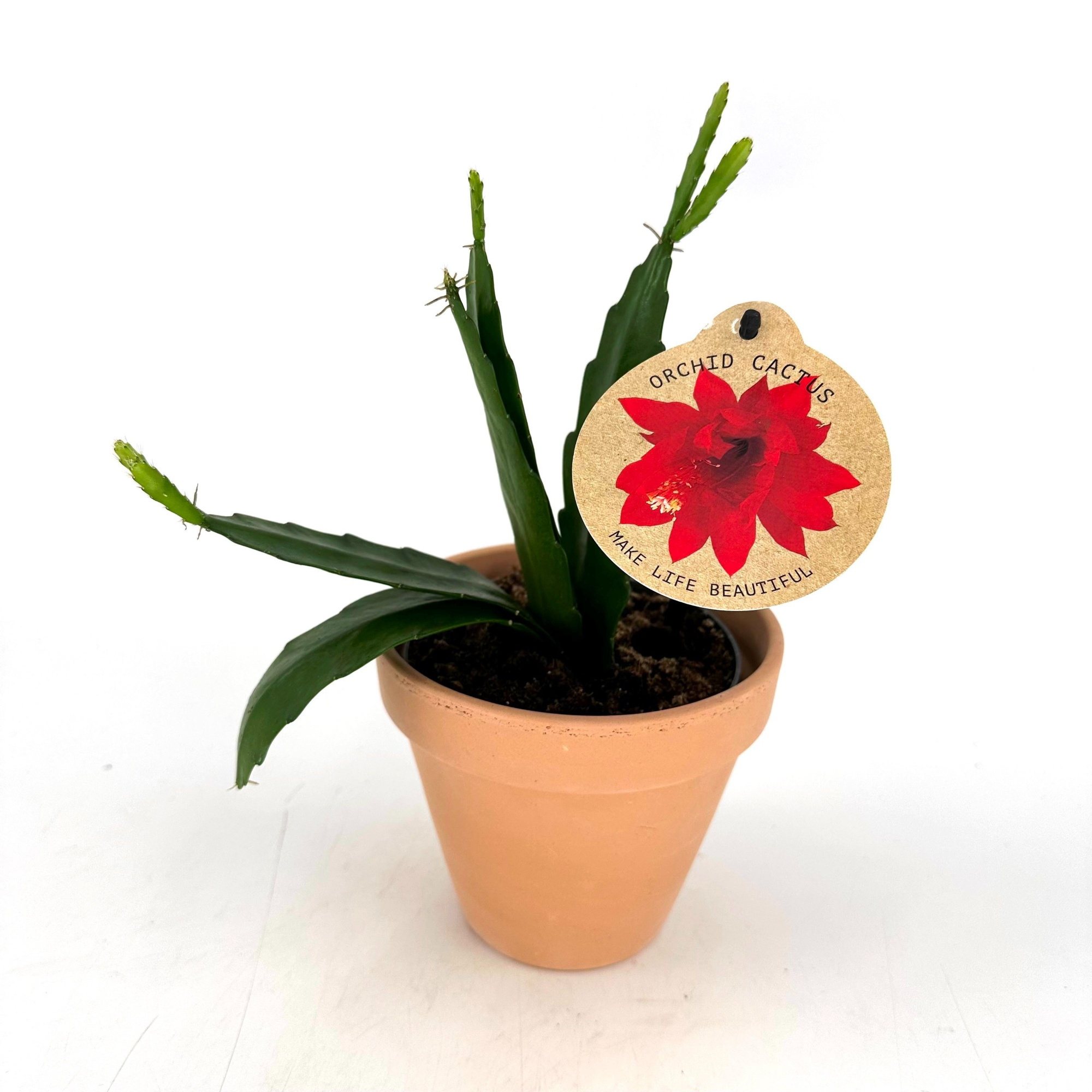 "Ochide Cactus" Epiphyllum Ackermannii W/Claypot, D 13 cm