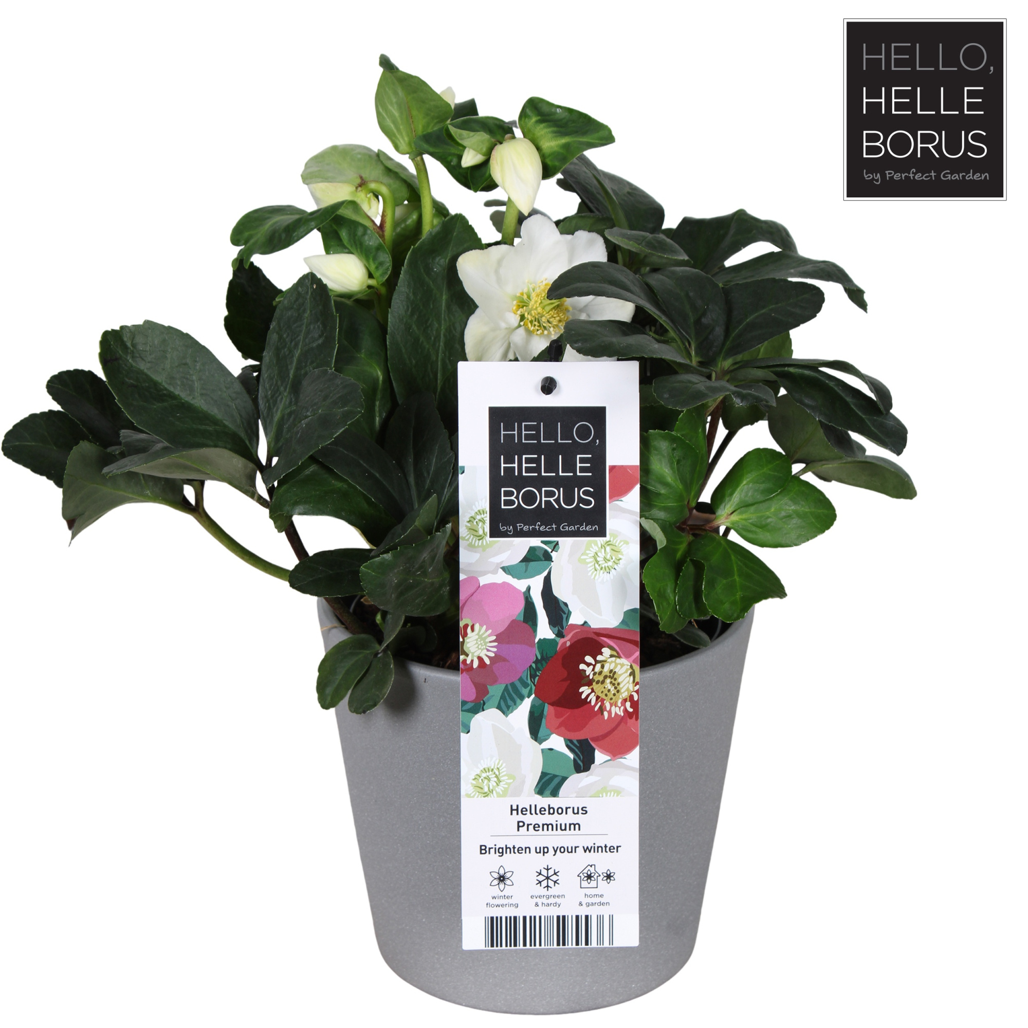 Helleborus niger 'Christmas Carol' (Concrete Series) P17, D 17 cm