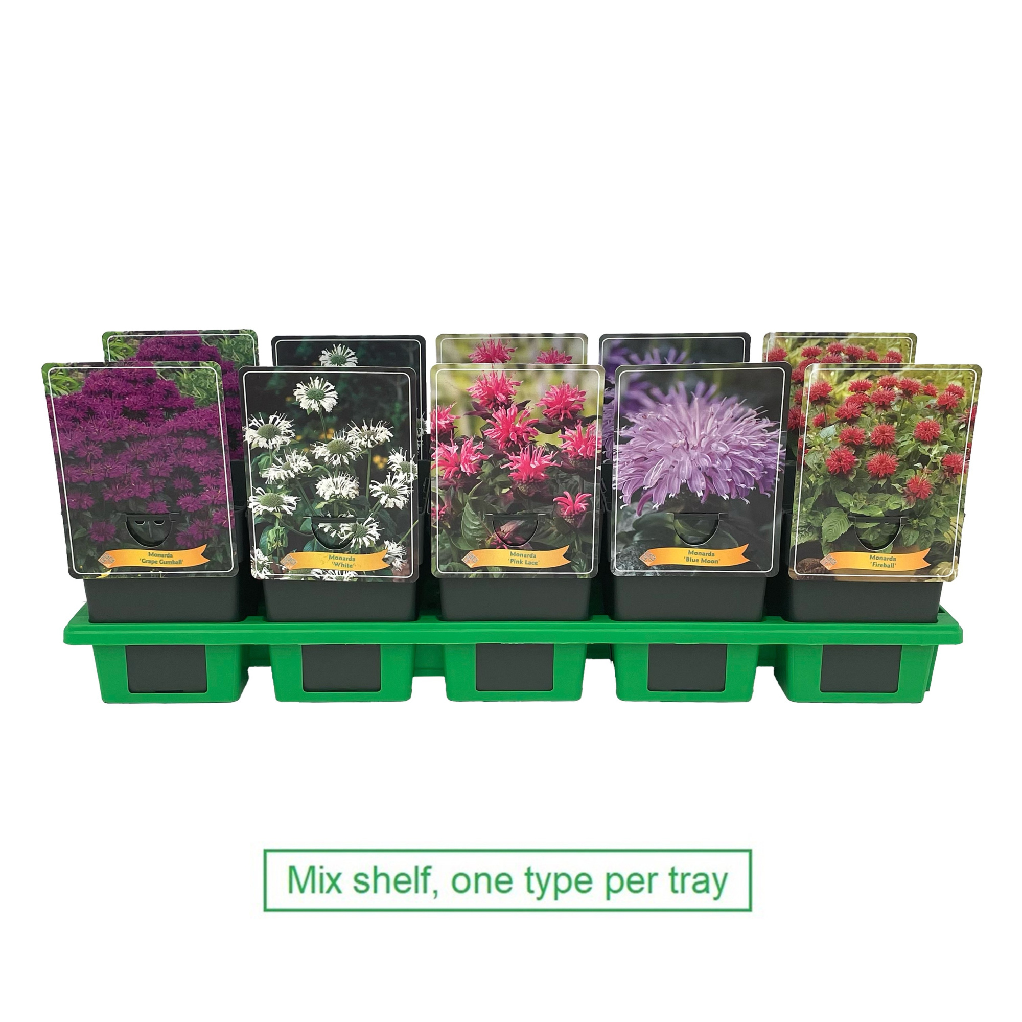 Monarda mix 6x10 srt. per laag P11, D 11 cm