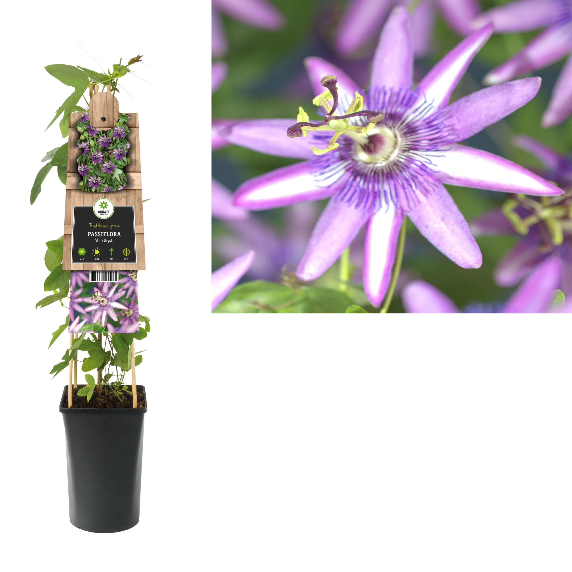 Passiflora 'Amethyst' +3.0 label, D 17