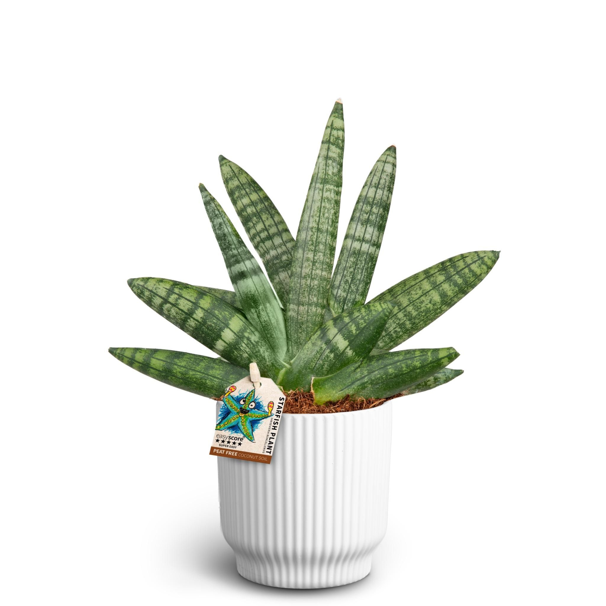 Nordic White, Sansevieria Boncellensis, D 10 cm