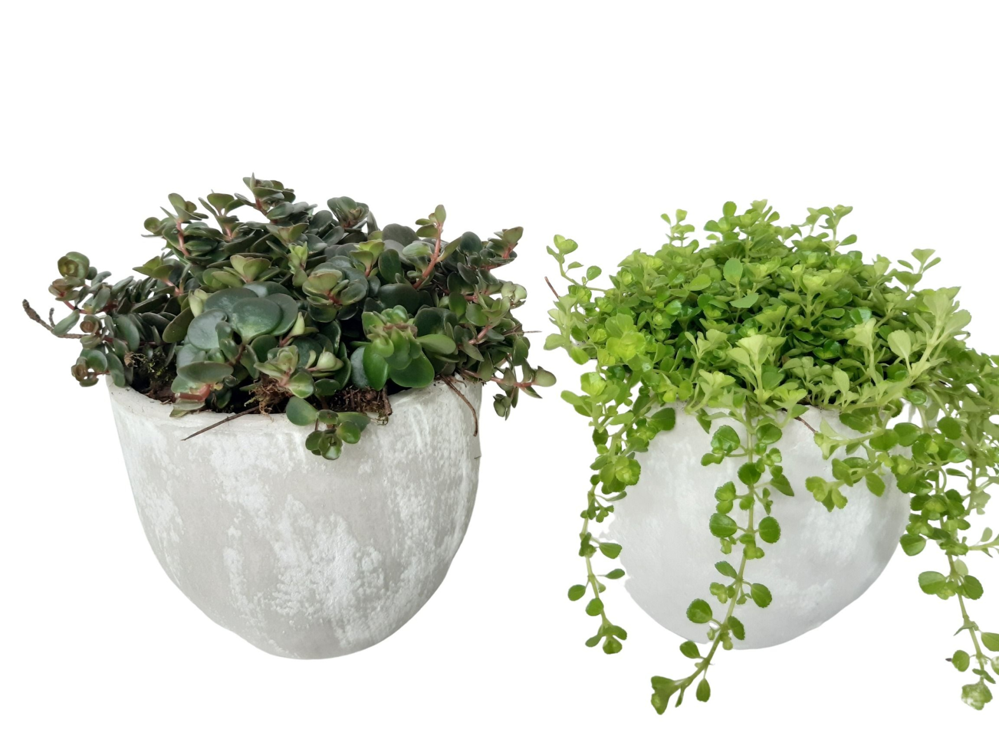 PP16GEM Planter Pot Mix 16cm Groenmix, D 16