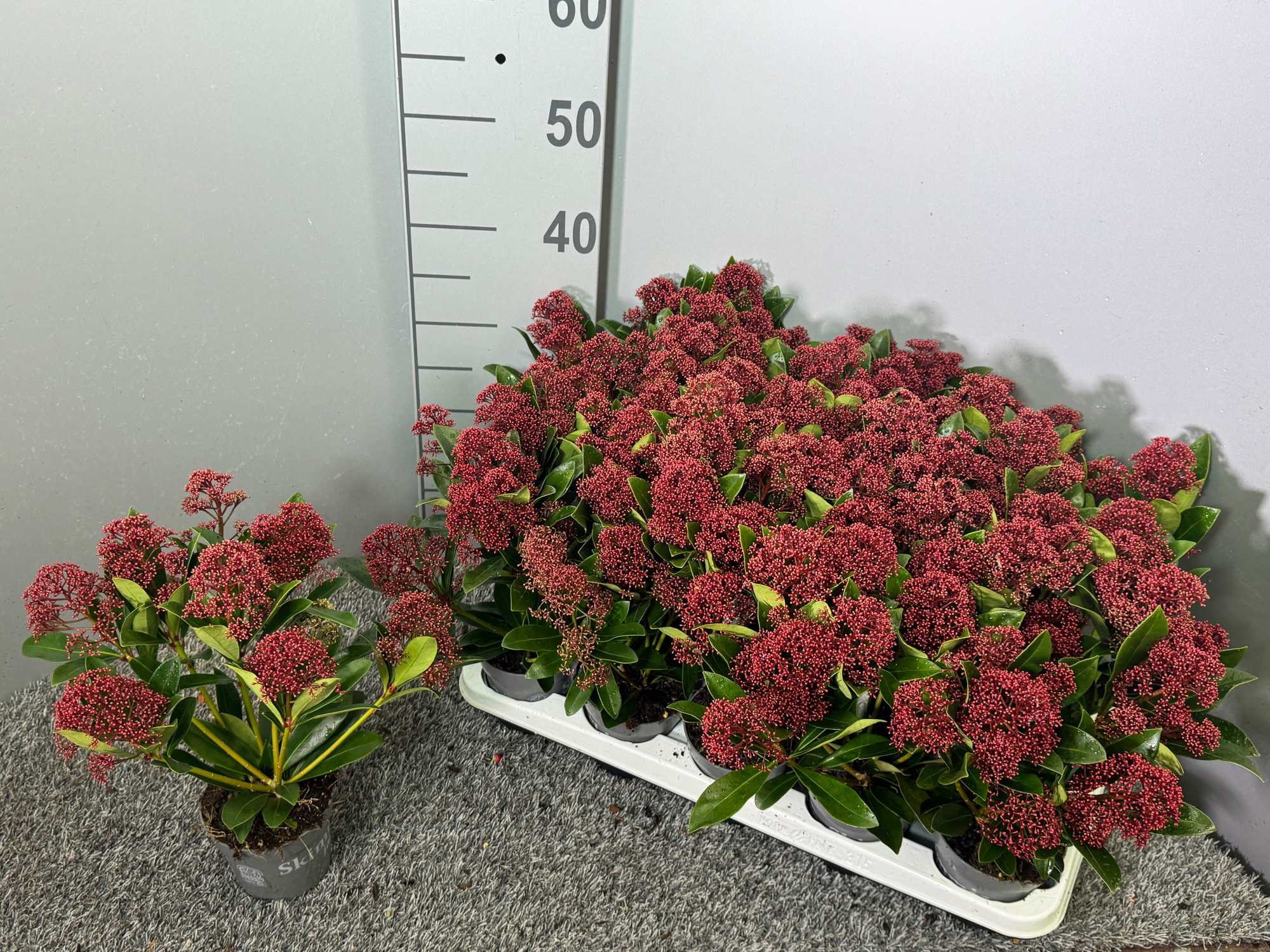 Skimmia japonica 'Rubella', D 10,5 cm
