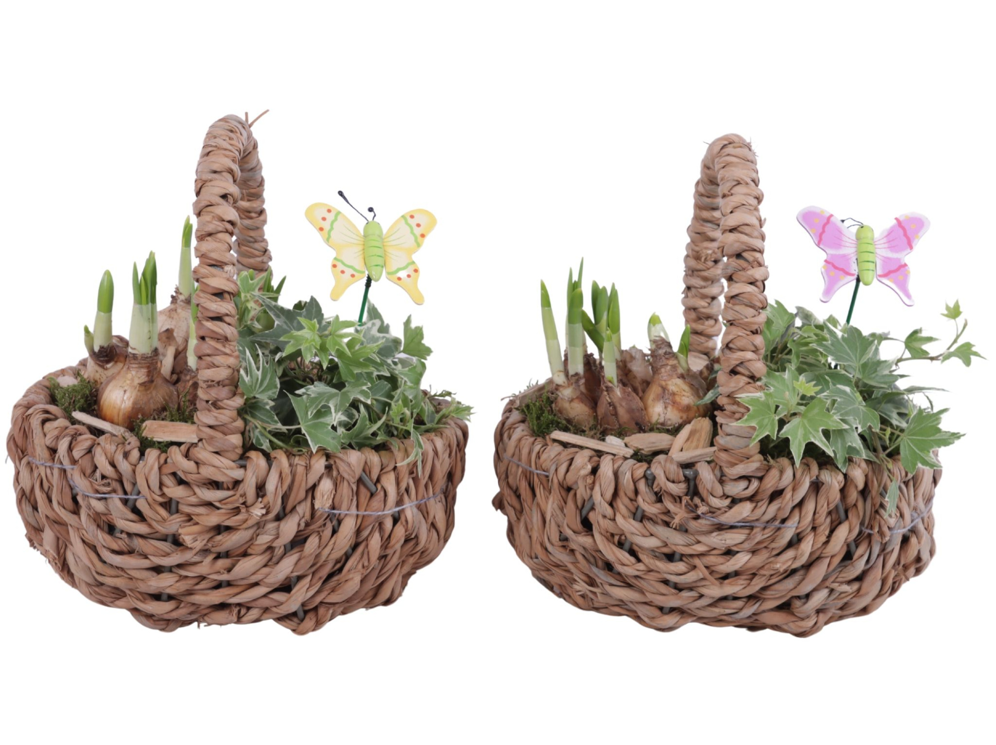Bulbs Arr. Narcis Waterhyacint Handle Basket Ø21cm, D 21