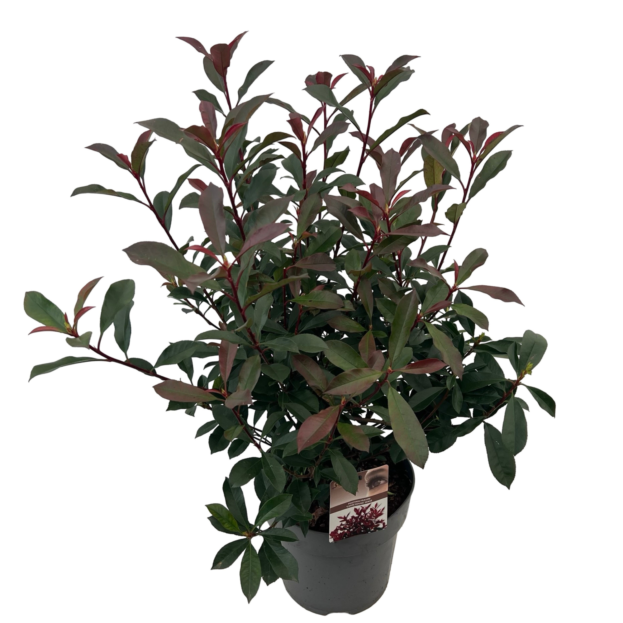 Photinia fras. 'Carré Rouge' sense, D 27