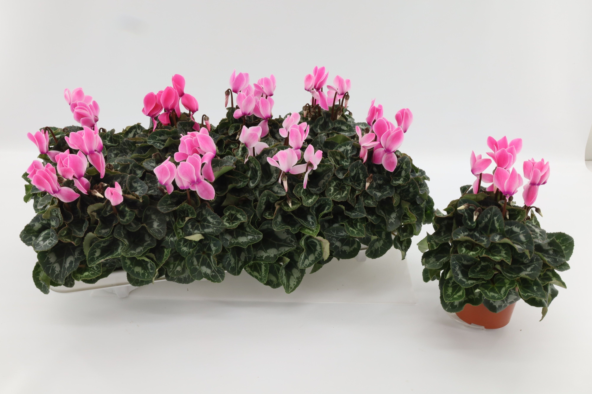 Cyclaam Midi Pink Flamed, D 10,5 cm