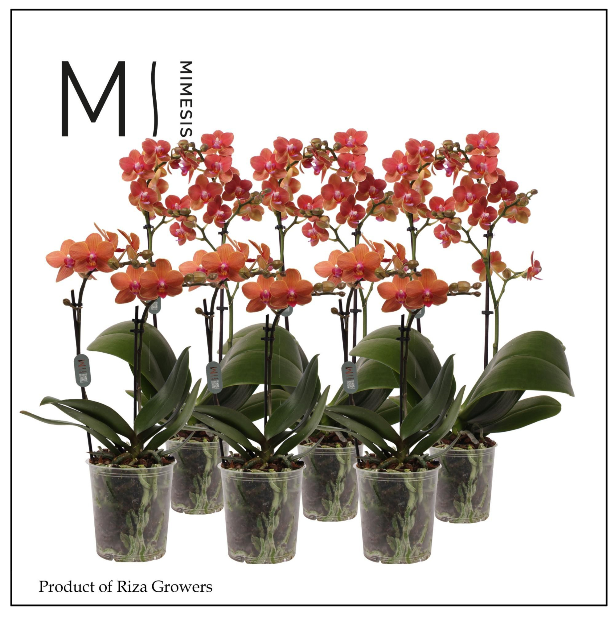 Phalaenopsis Multi Orange 2 spike - 12cm | Mimesis, D 12 cm