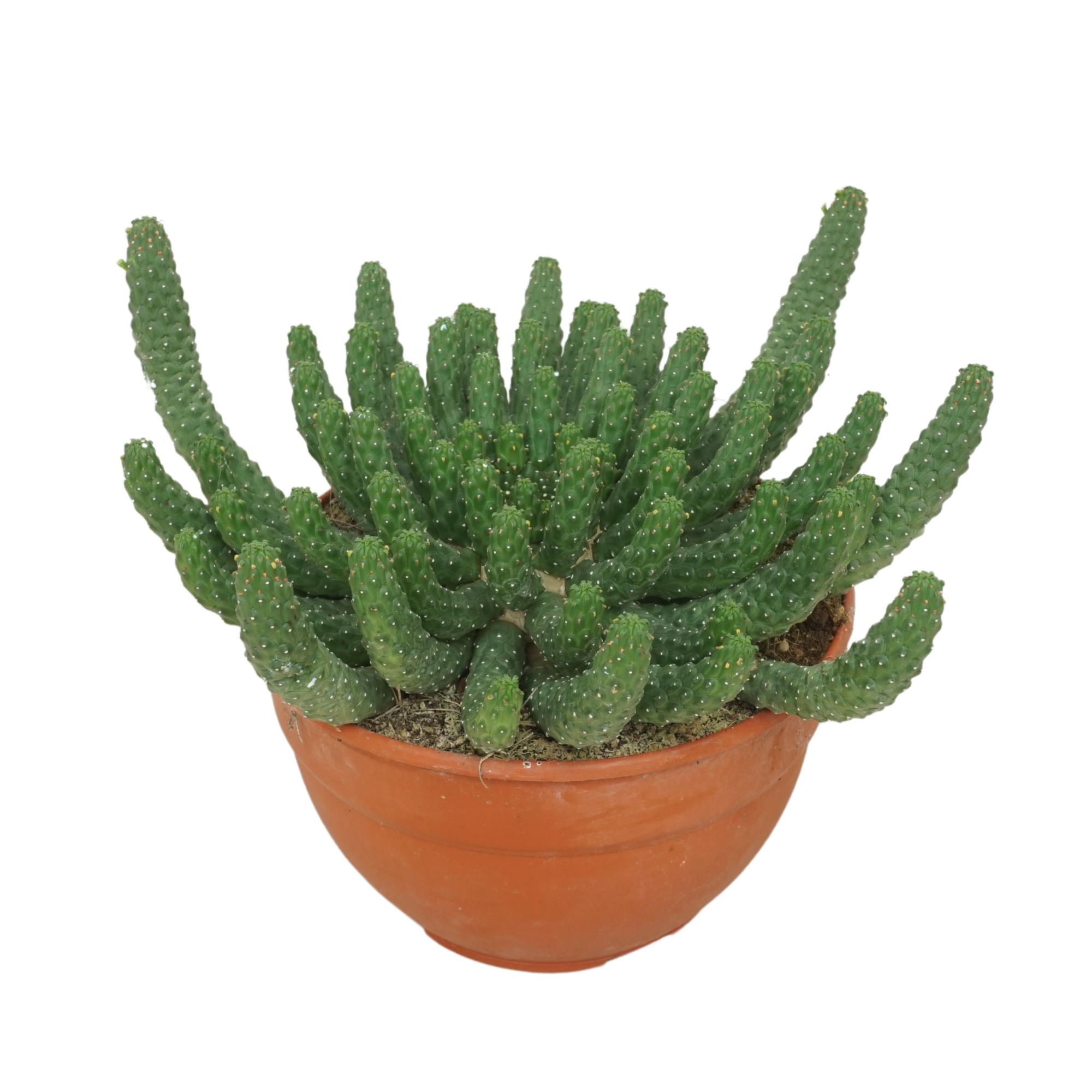 Euphorbia medusa 20 cm, D 20 cm