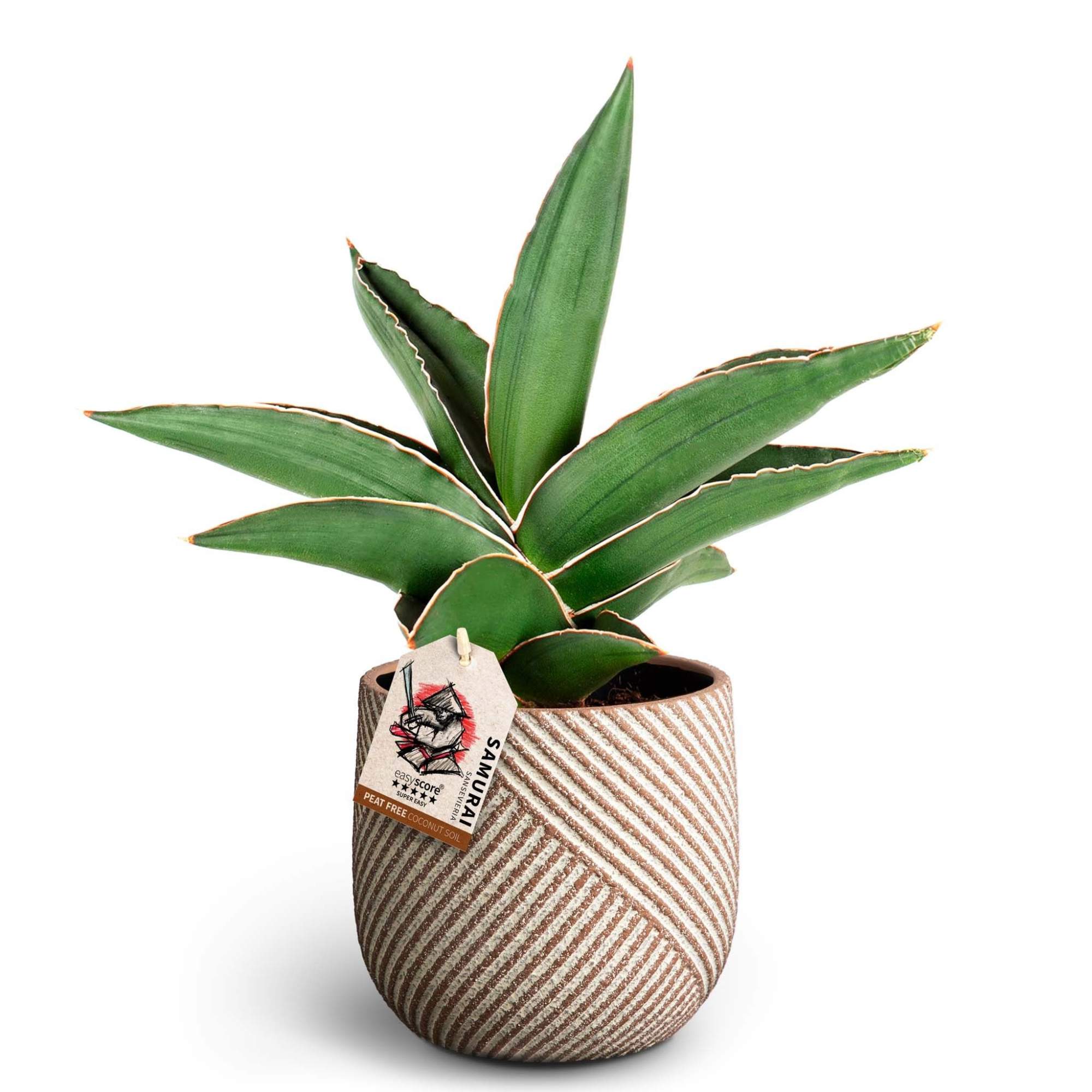 Grove Nougat, Samurai 11 cm, D 12 cm