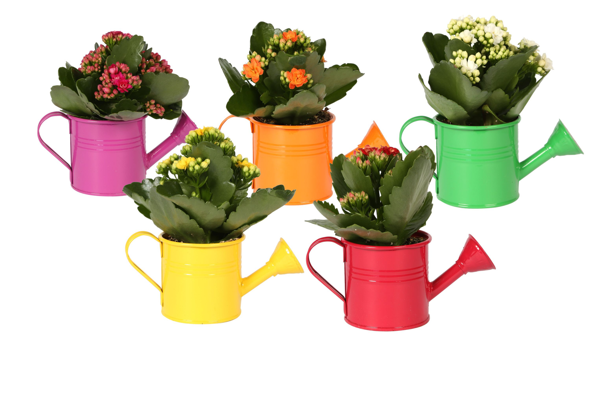 KP-508.1 - Kalanchoe Rosalina 7cm in gieter, D 7