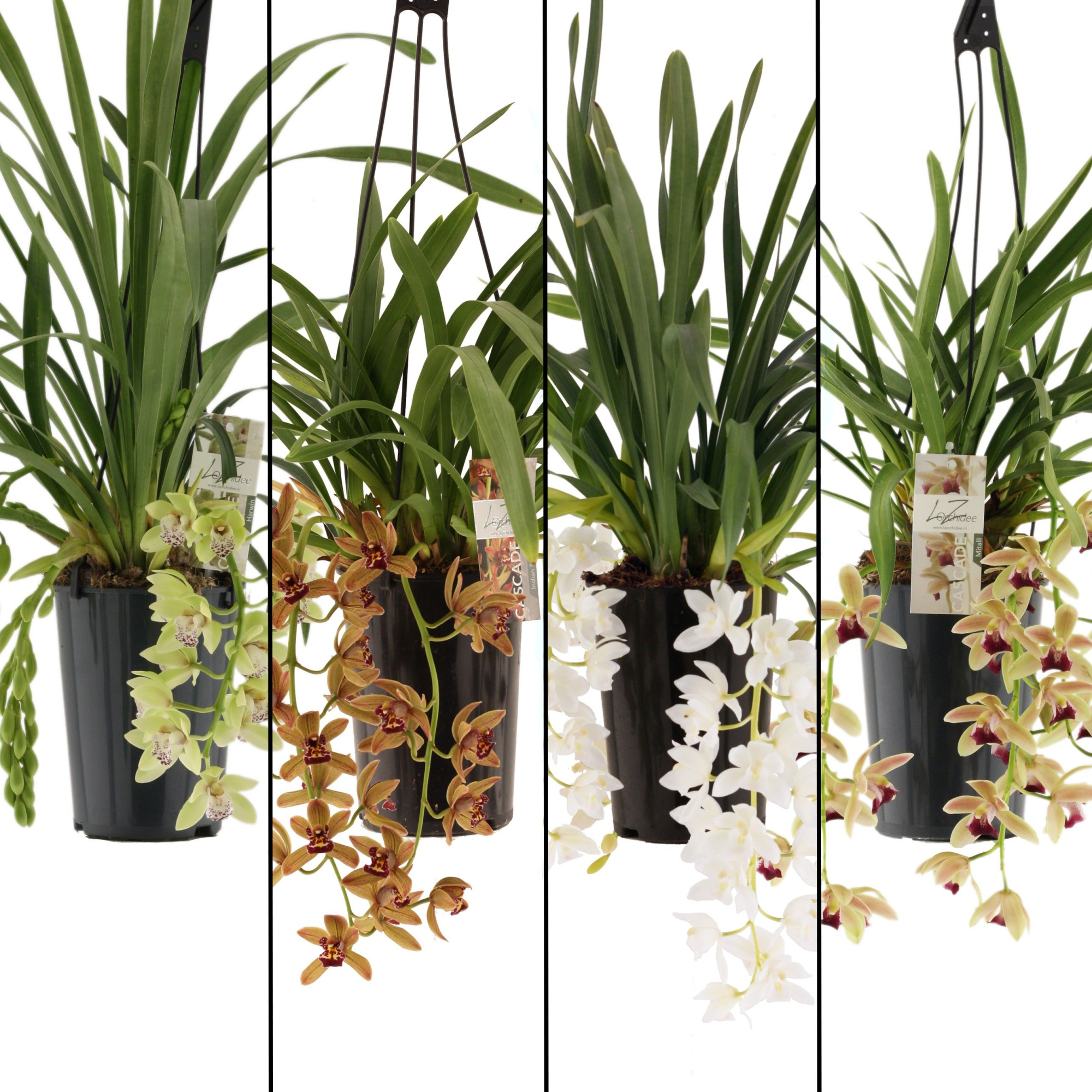 mix cascade 3-4 tak in kraft papieren koker, D 14