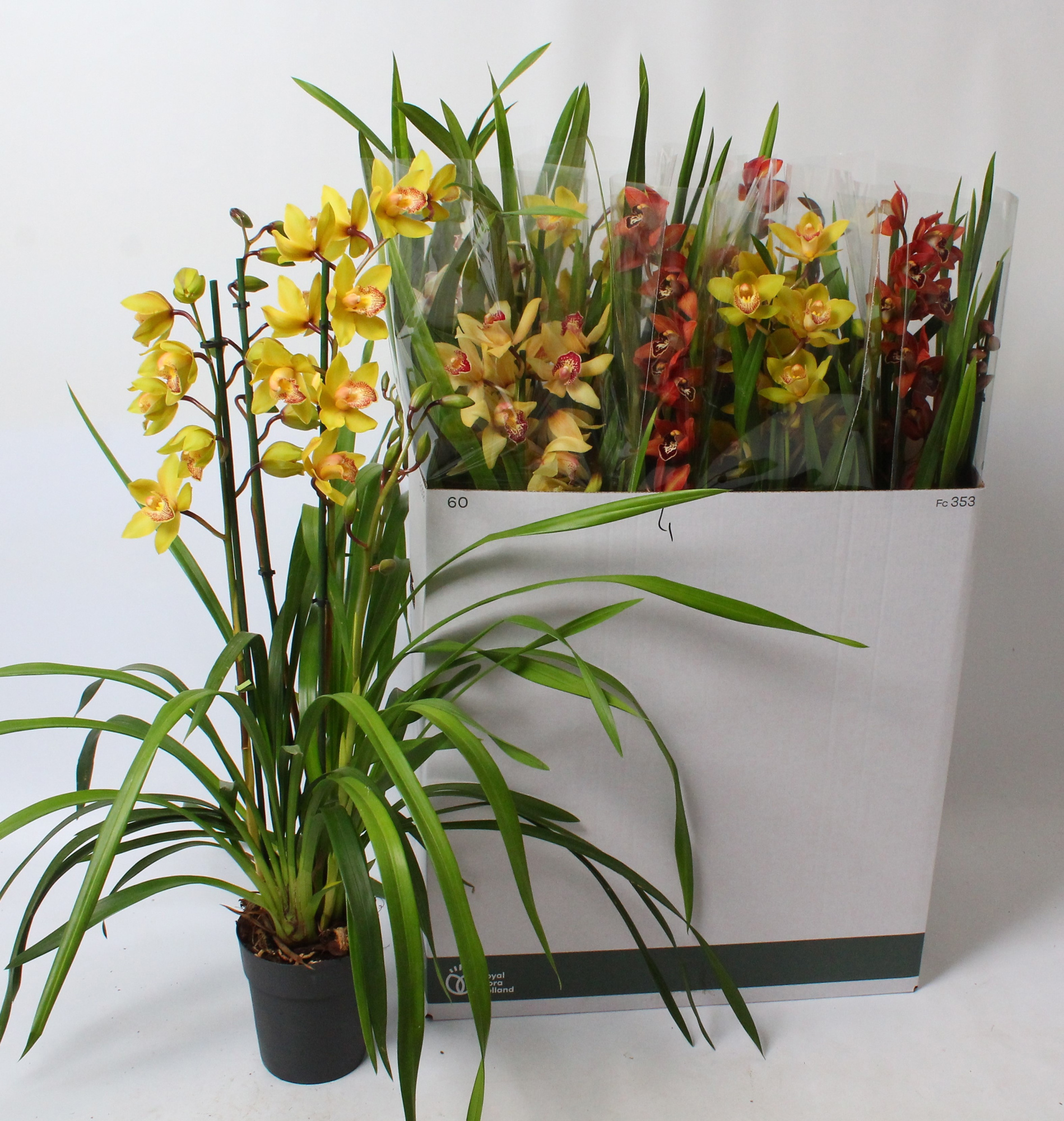 Cymbidium mix 3 tak open bloem, D 14 cm