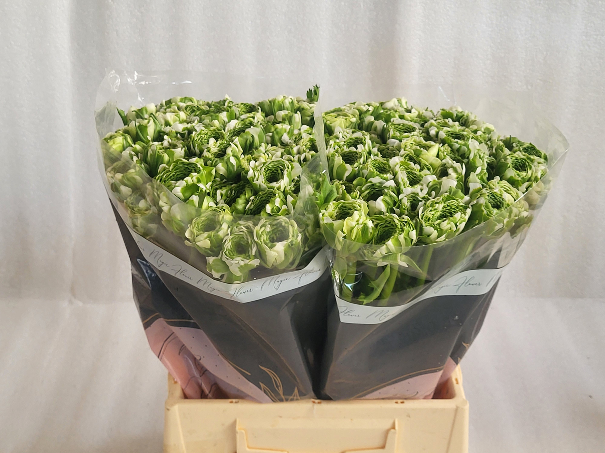 Ранункулус Пон Пон Иглу 45, шт.