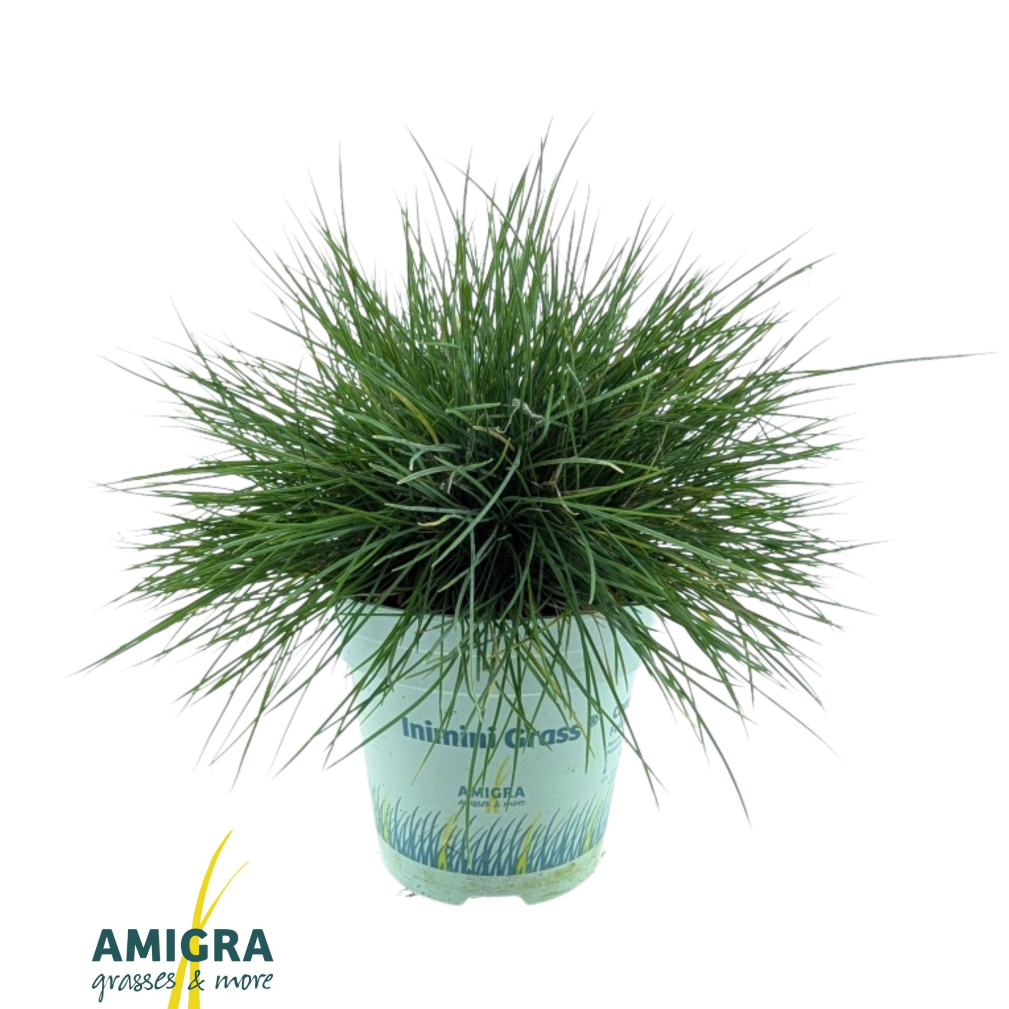 Festuca glauca CompactA Blue®, D 10,5