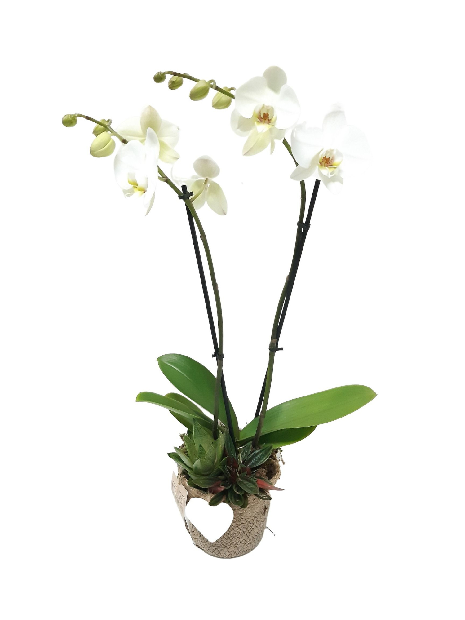 JM14PHHRT Phal 2t Wit in Jute mand + Gasteria, Peperomia, D 13 cm