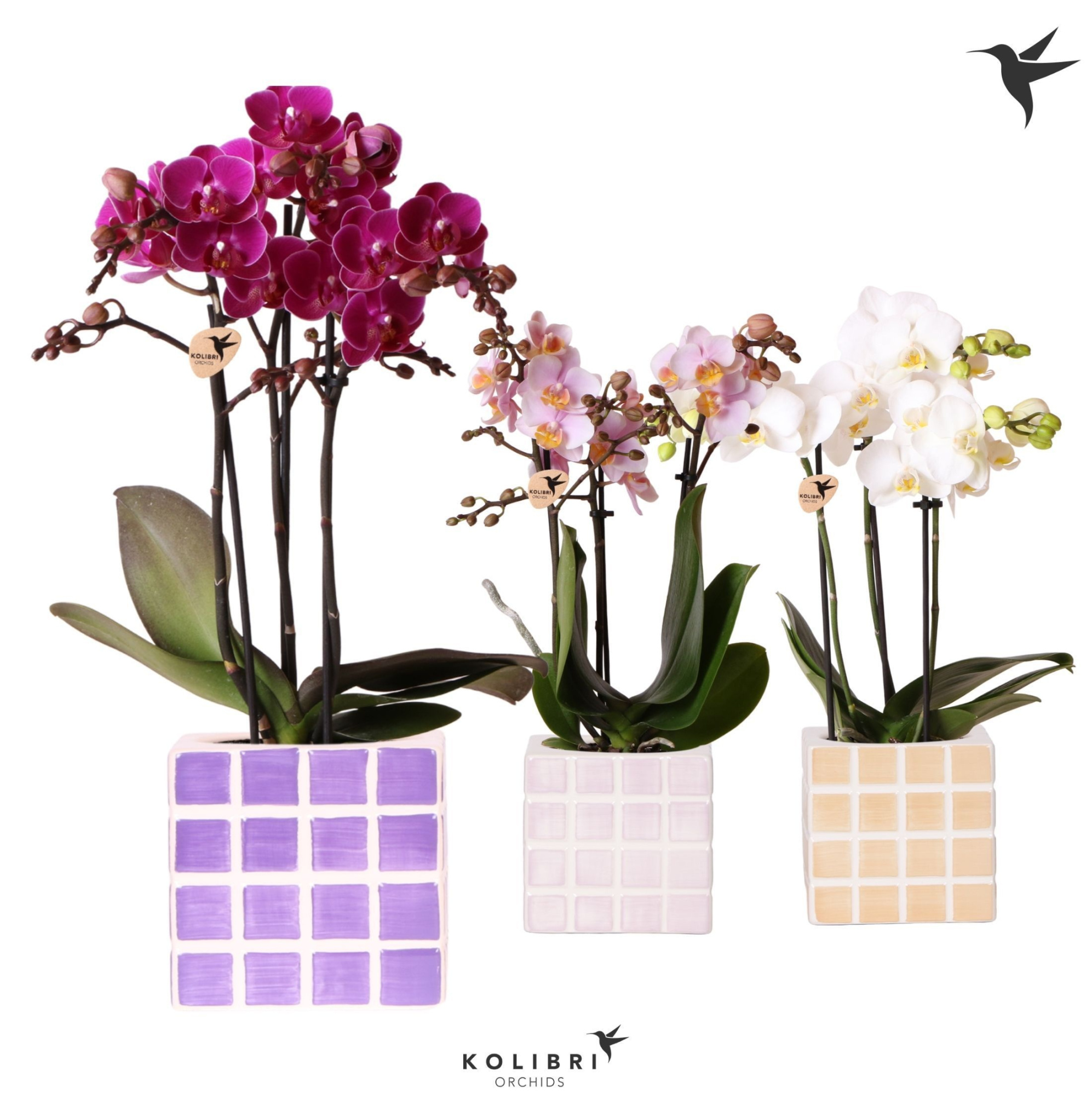Kolibri Orchids Phalaenopsis mix 3 spike in Mosa pot pink mix, D 9
