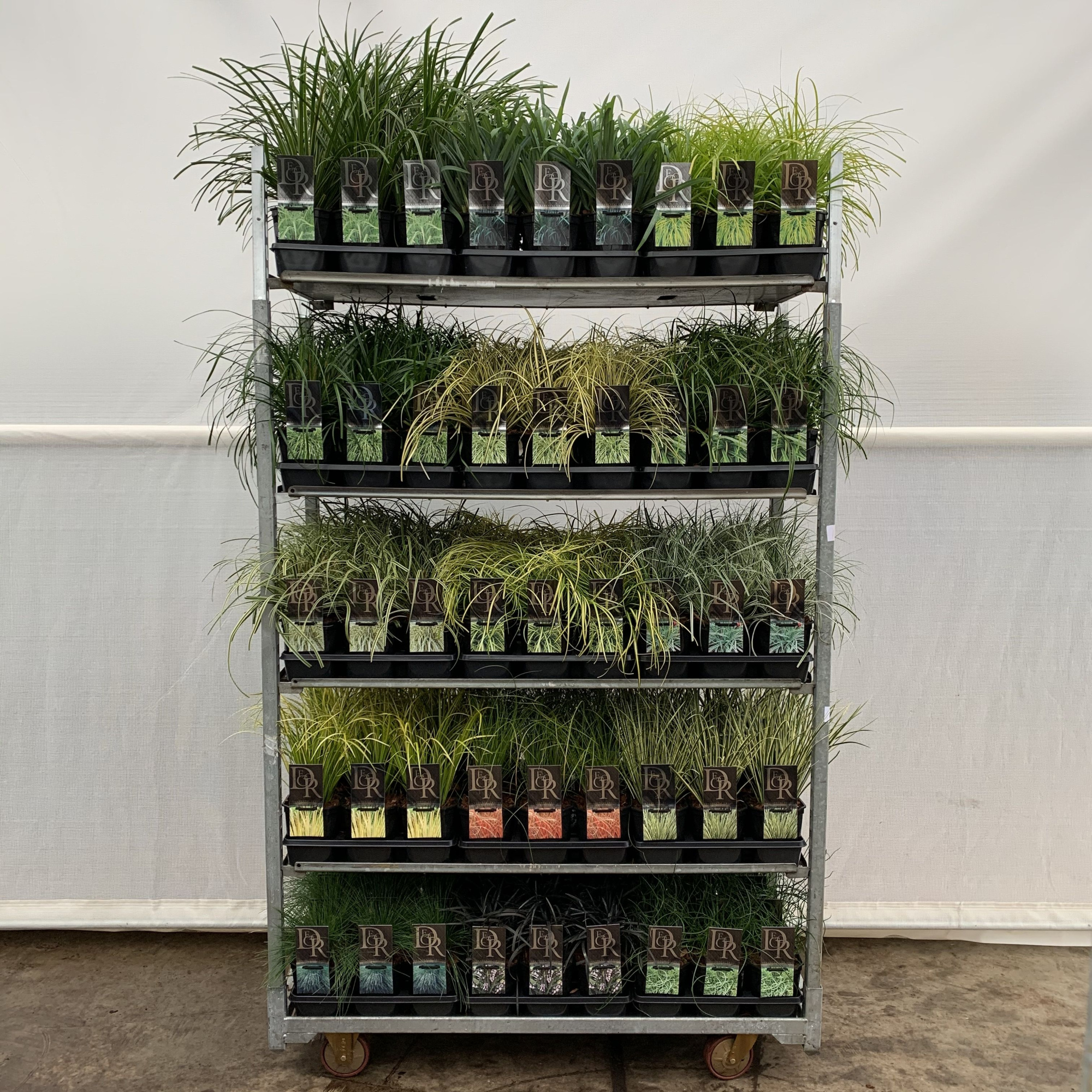 Siergras Mixcc V2, D 17